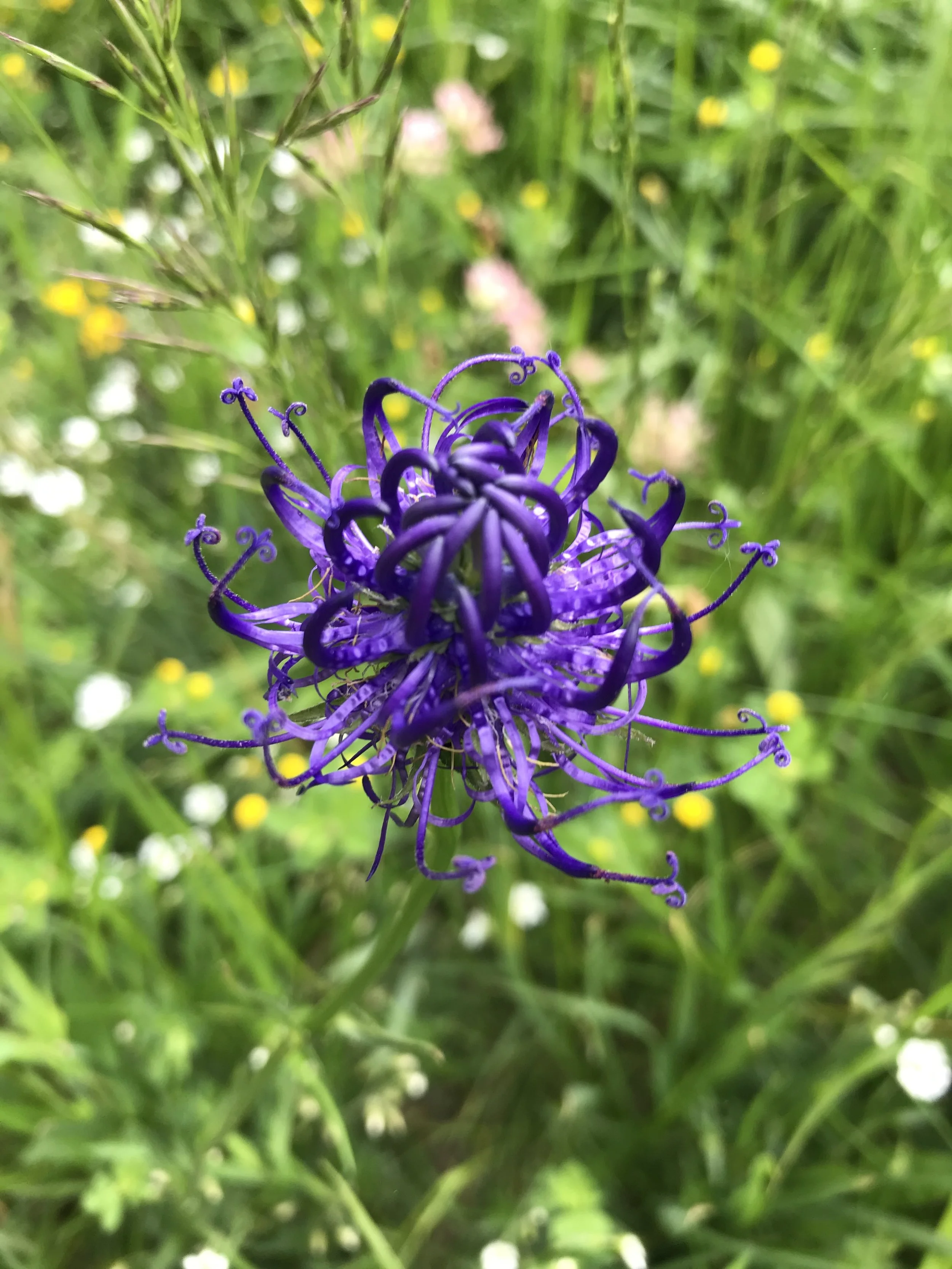 IMG_8353.jpeg