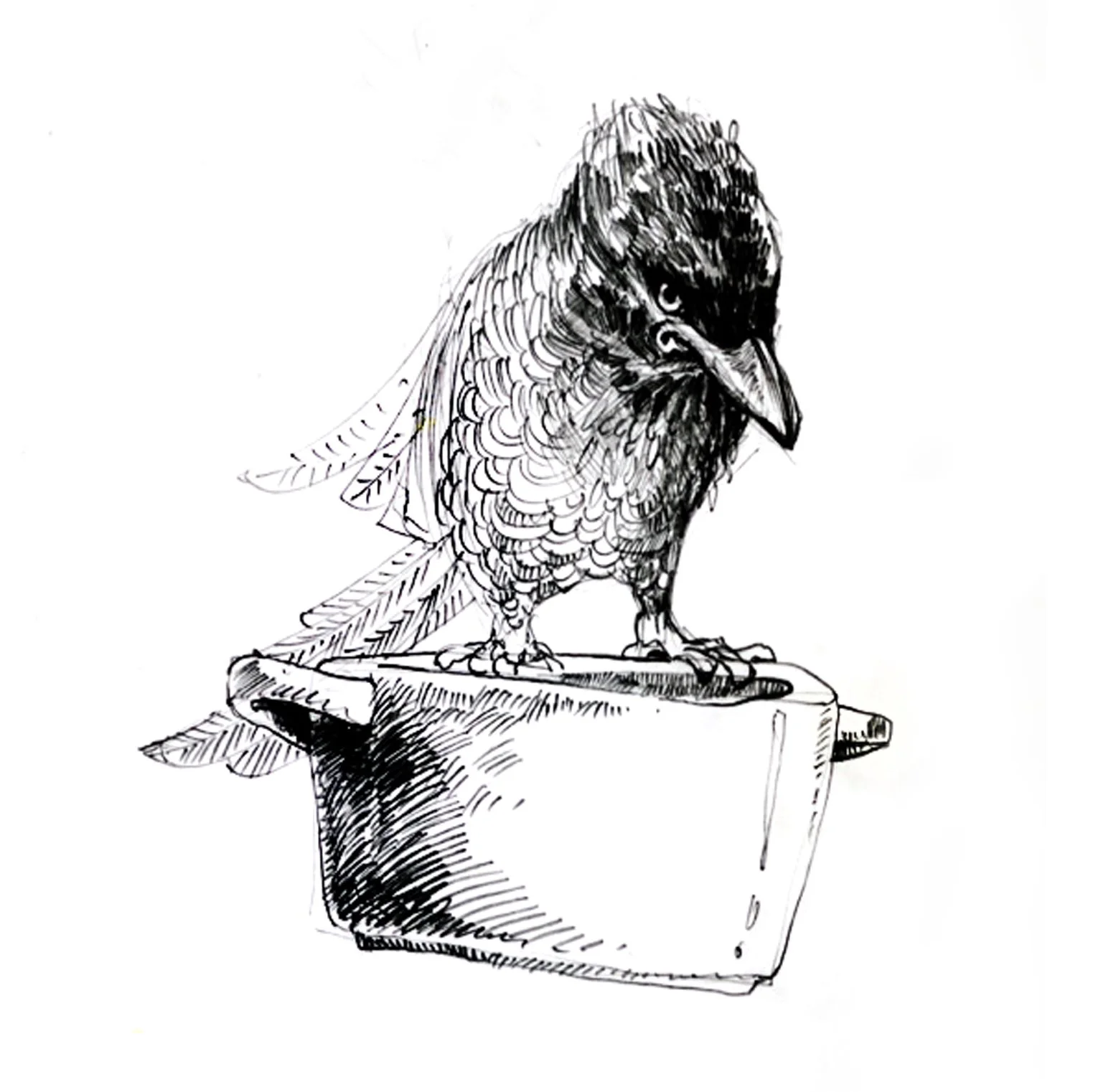 dessin-mine-de-plomb-petit merle.jpg