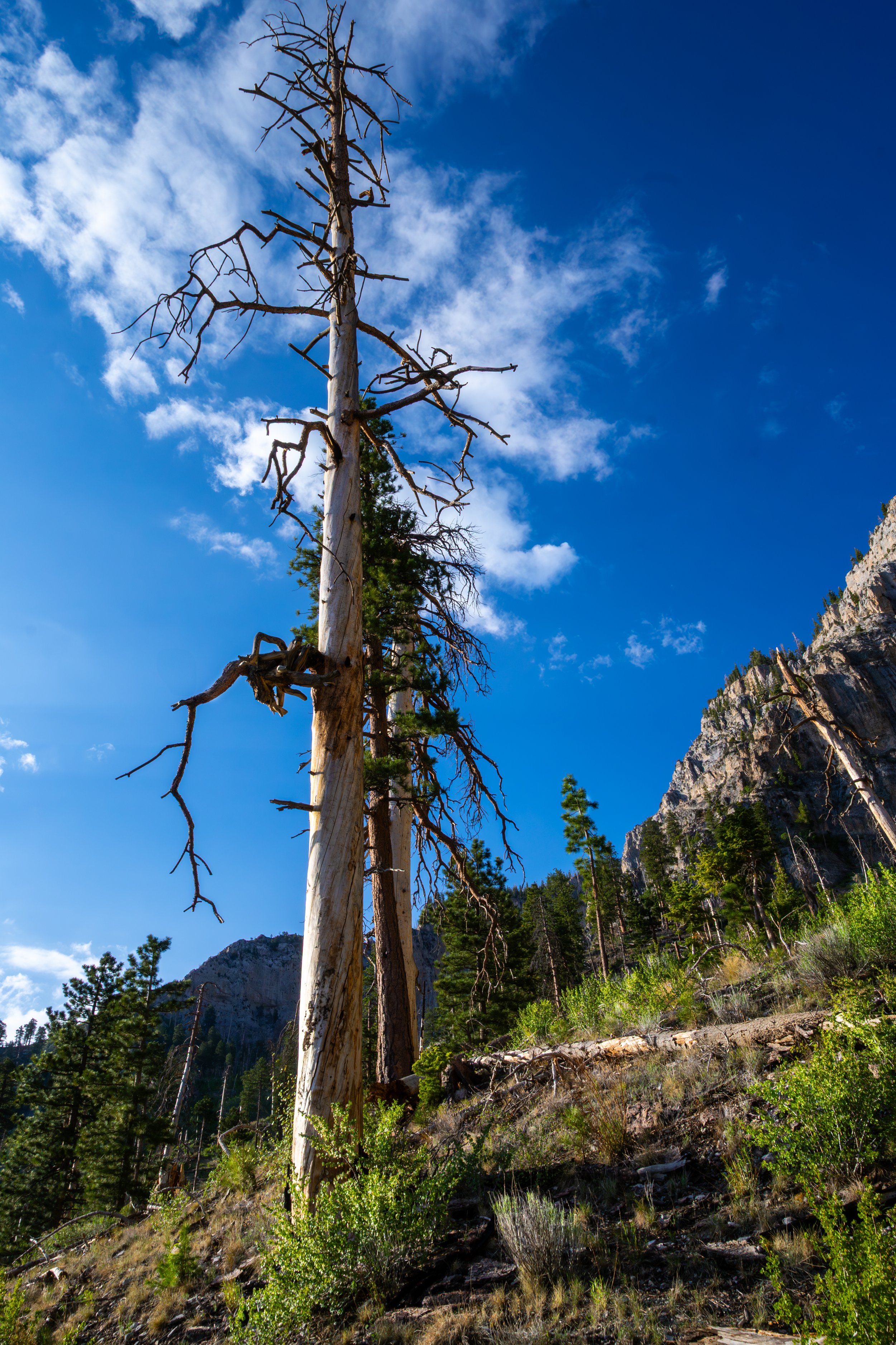 Mt C Cathedral Rock 5.jpg