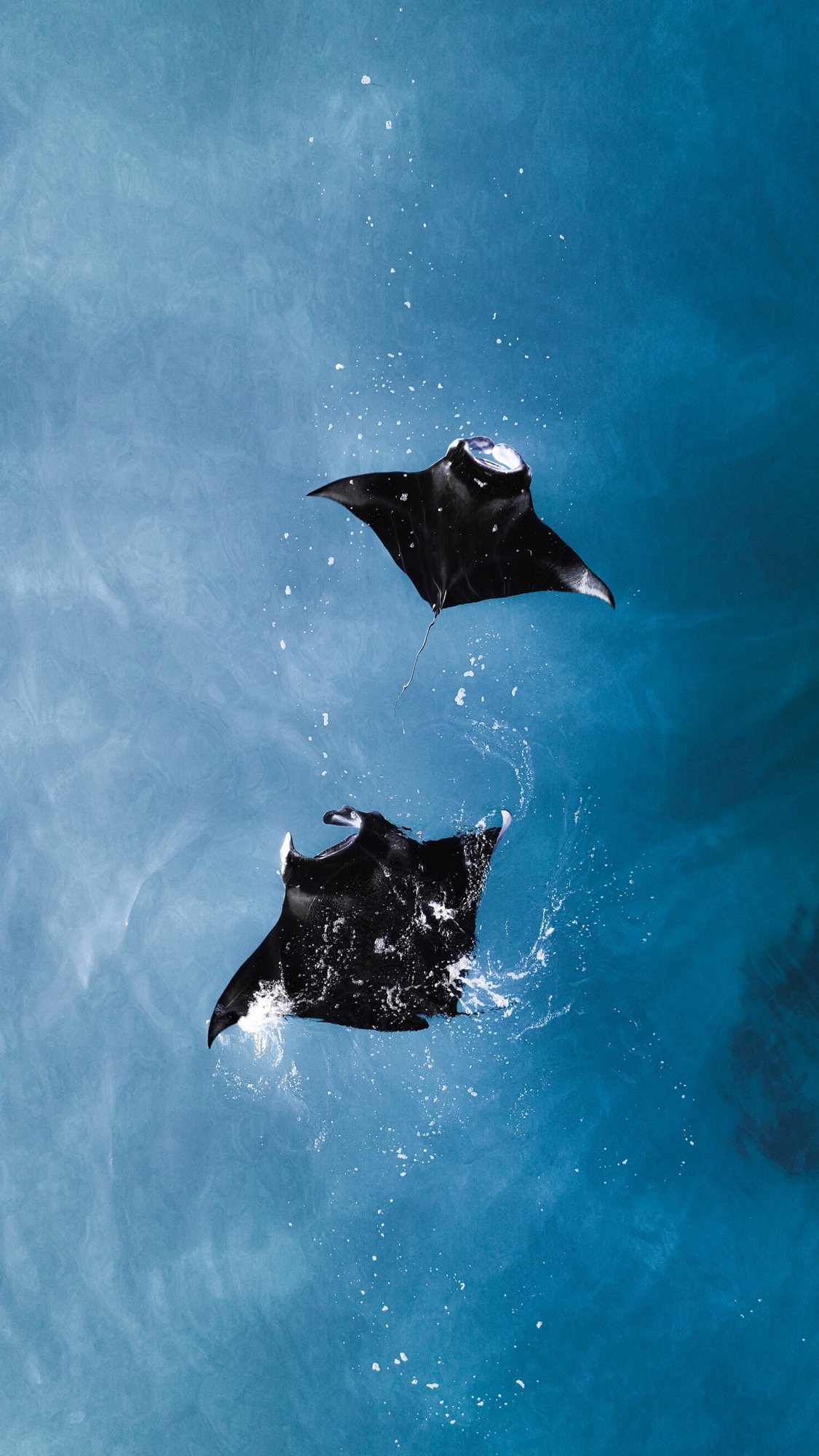 Two manta rays seen from above in Maldivian waters. Original Kandu aerial photography.