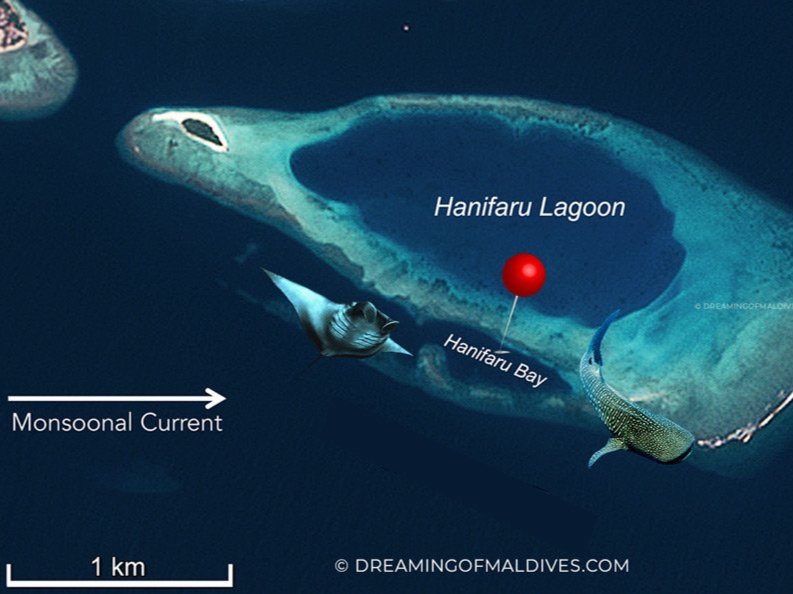 hanifaru-bay-area-close-up-currents-monsoon.jpg