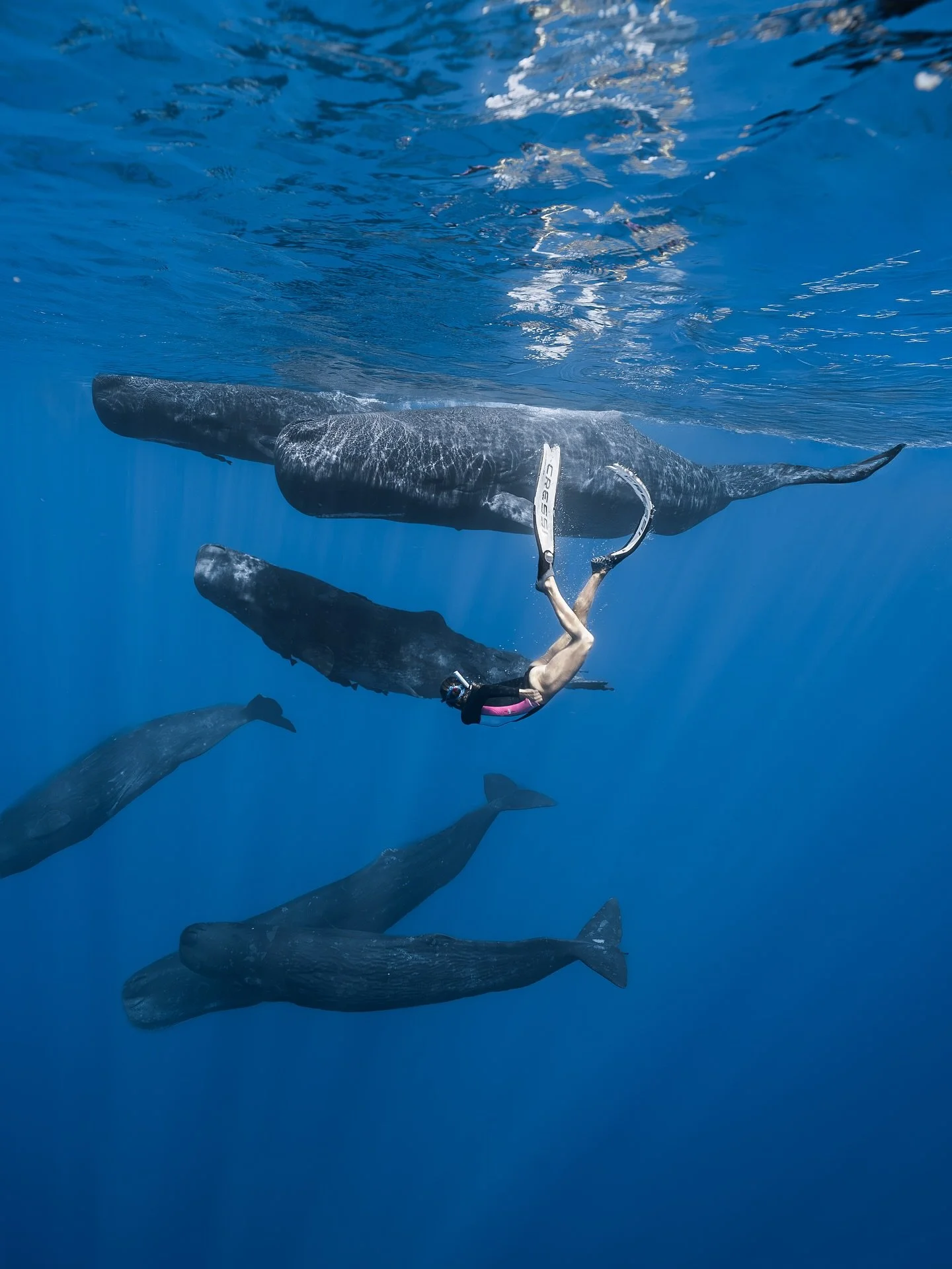 Our whales trip has been nothing but a success 🐋✨ With patience, respect, and curiosity, we shared unforgettable moments with these gentle giants while learning about their world. Education is always at the heart of what we do, and our guests walked