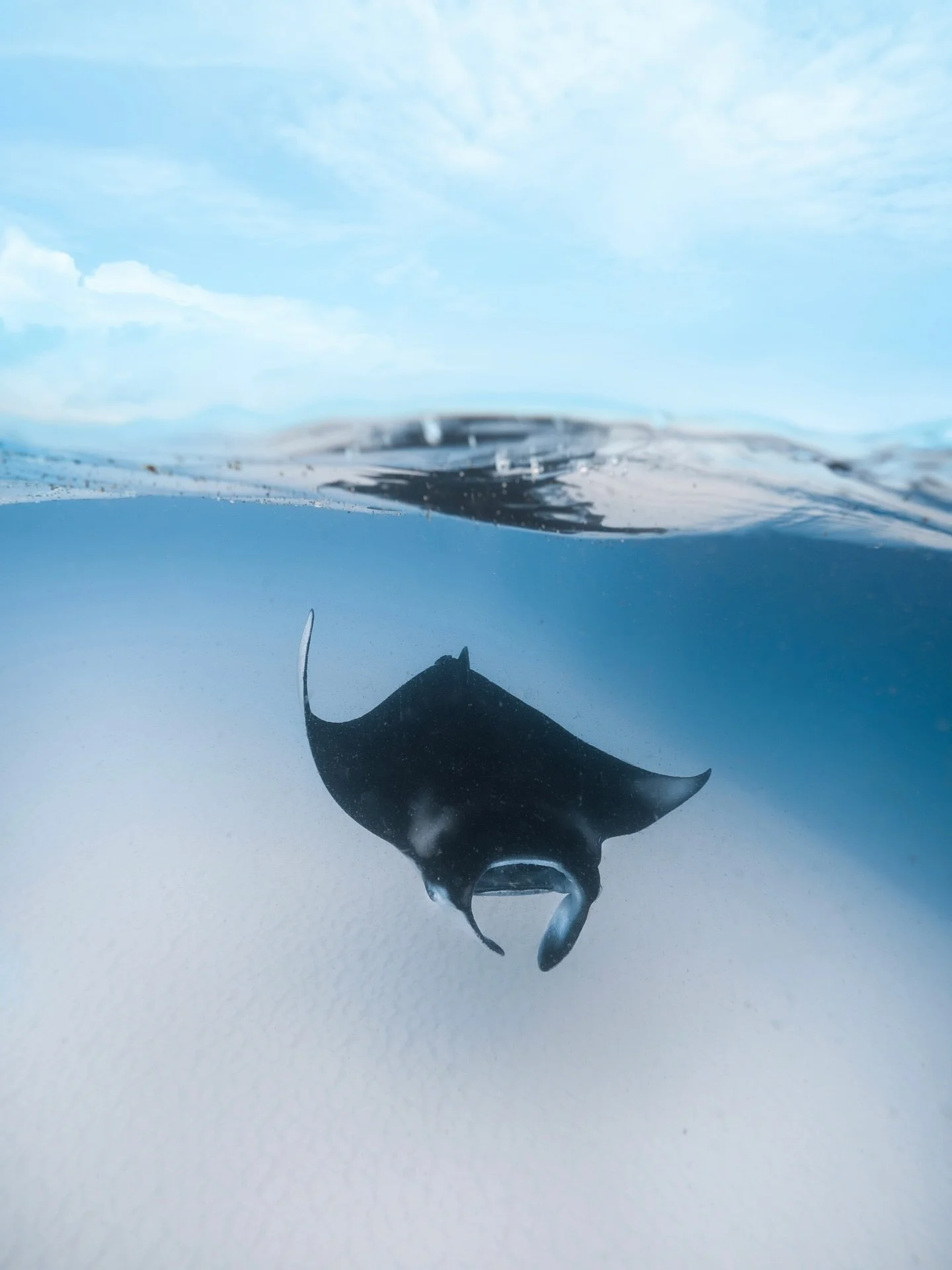 Our classic Maldives trip ✨🌊 The place where Kandu was born, and where our story began.

Why Maldives? Because nowhere else in the world can you witness such an explosion of marine biodiversity in one place! 🐠🦈

With us, you can expect to swim alo