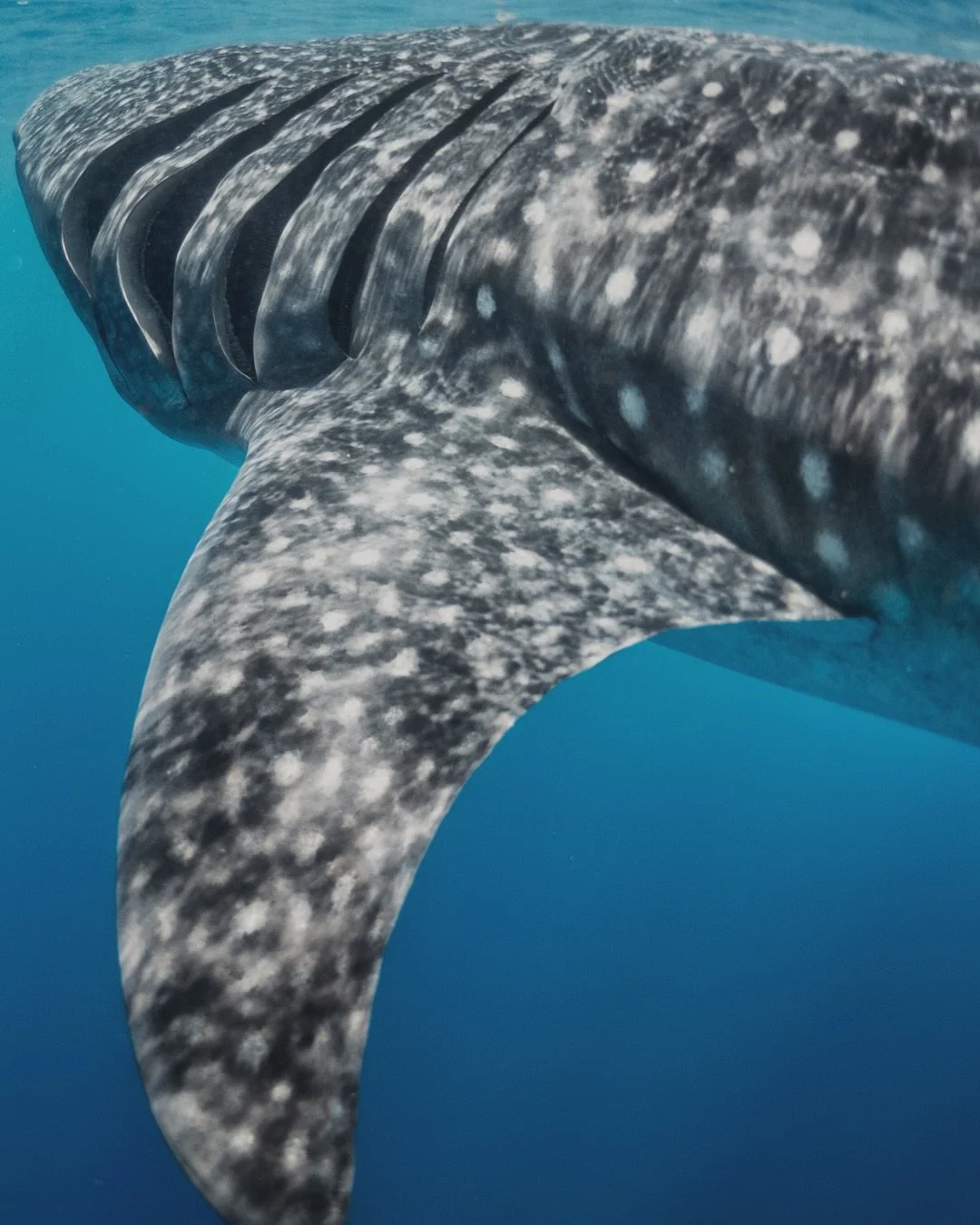 Swimming with a whale shark in the Maldives is a dream for many 🌊✨ But here&rsquo;s the thing&hellip; we don&rsquo;t do it the &ldquo;usual&rdquo; way. 🐋💙

At Kandu, you won&rsquo;t find us jumping into the water with 100 other boats chasing the s