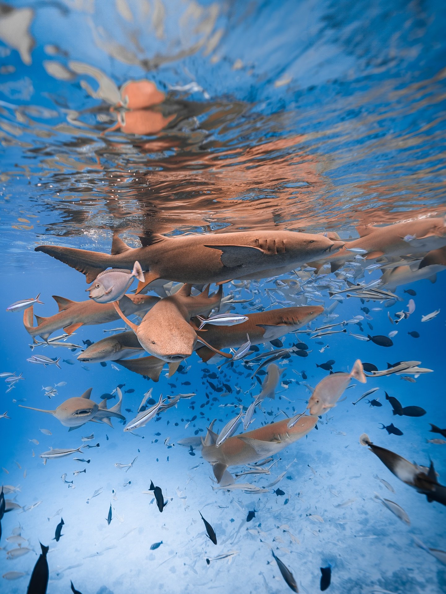 A quick glimpse into a week with us in the Maldives really feels like &mdash; from meeting strangers to becoming a salty-water family:

Sunsets that stop you in your tracks, crystal waters full of turtles, manta rays, nurse sharks dolphins, whale sha