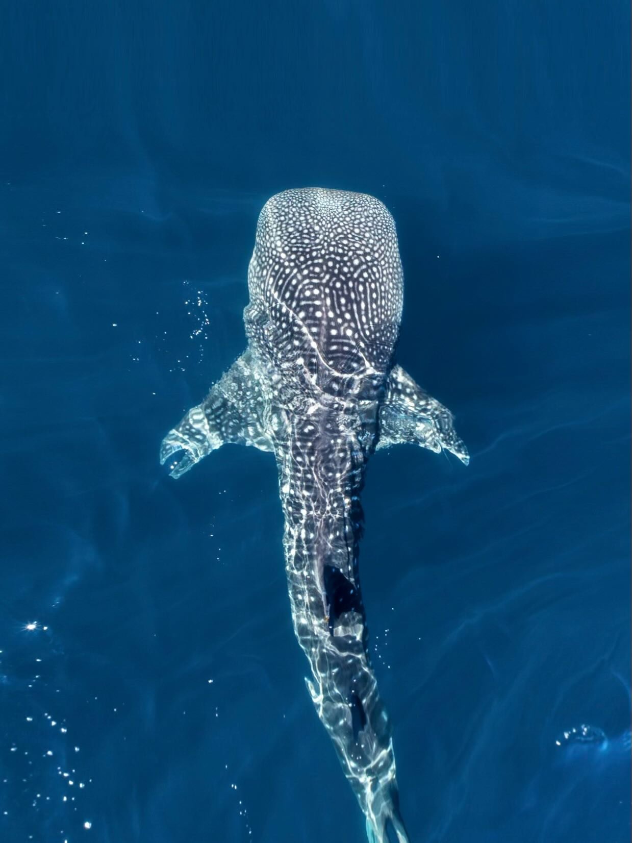 What a season it&rsquo;s been. 🌊

2025 gave us salt air mornings, powerful ocean encounters, full hearts, and unforgettable guests from all over the world.

We&rsquo;ve had the privilege of hosting incredible humans, sharing meaningful moments in an