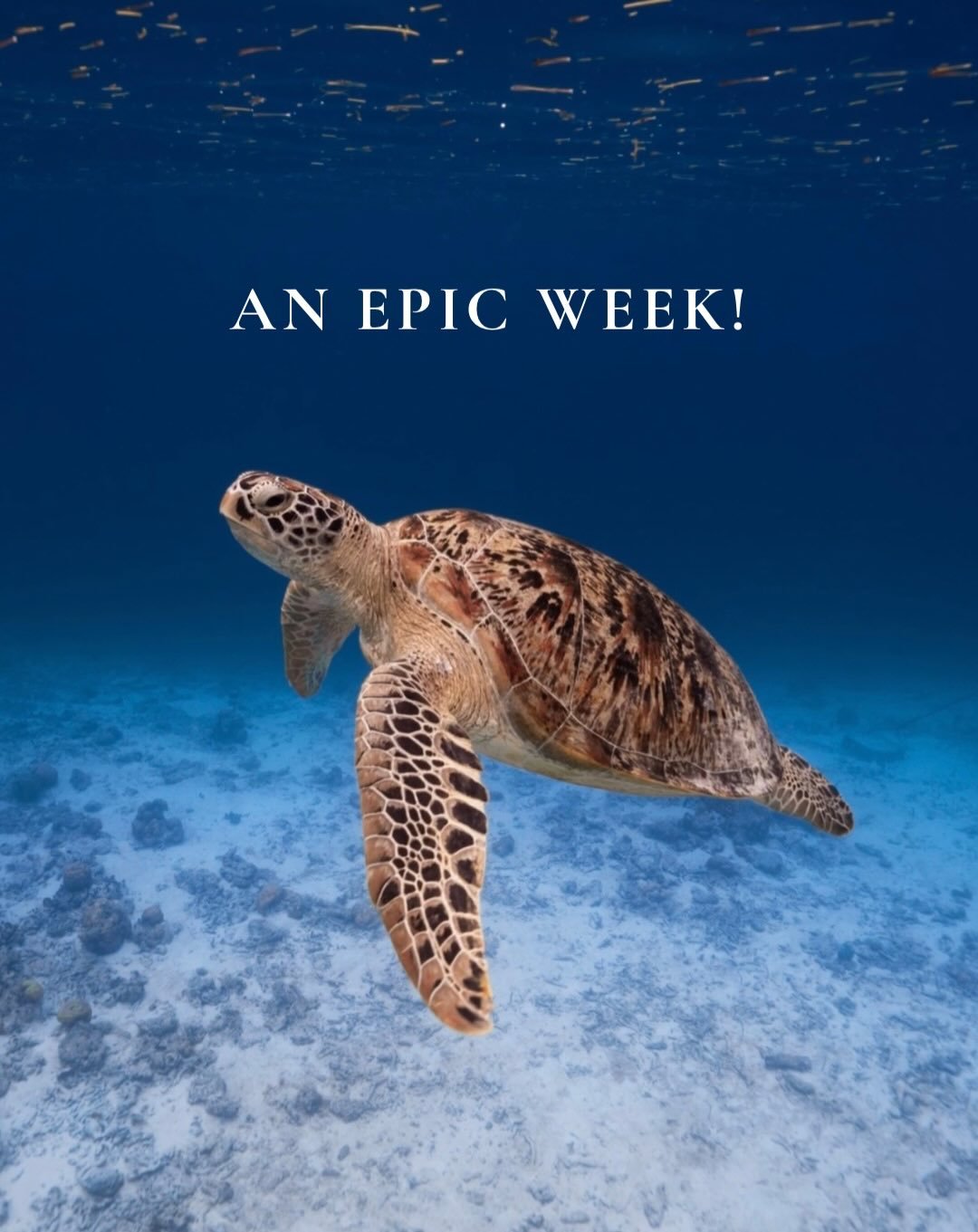 KANDU Group 1 of 2026 set the bar high 🐋✨
Sharing the ocean with a whale shark &mdash; just us &mdash; and mantas gliding by felt unreal.
This is the kind of magic that happens when the right people come together.
And this is exactly the energy we&r