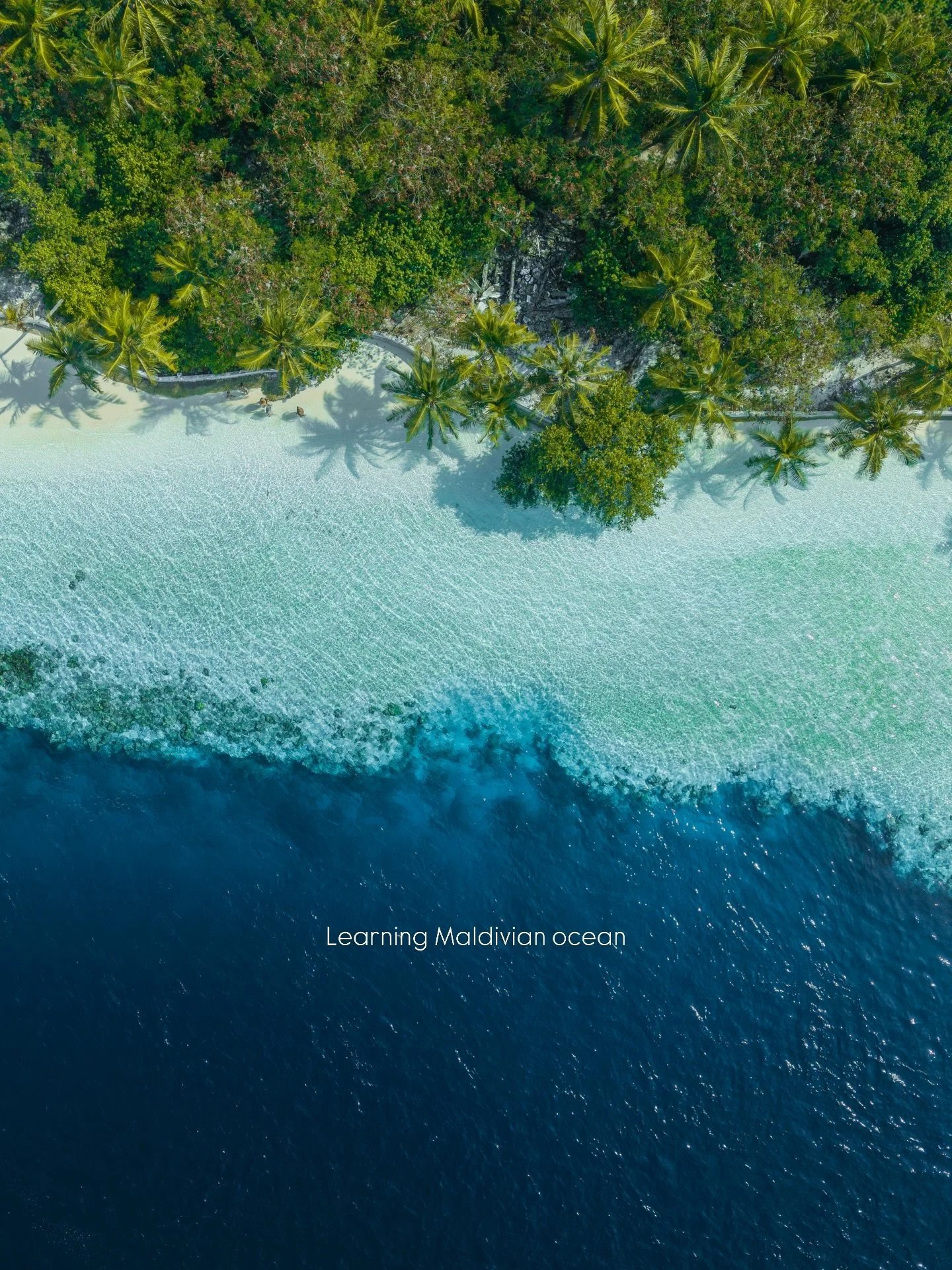 For many of our guests, this is their first real connection with the ocean. Sharing the water with some of the ocean&rsquo;s most iconic animals, exploring reefs, and experiencing true island life.

Local food, island sunsets, and ethical encounters.