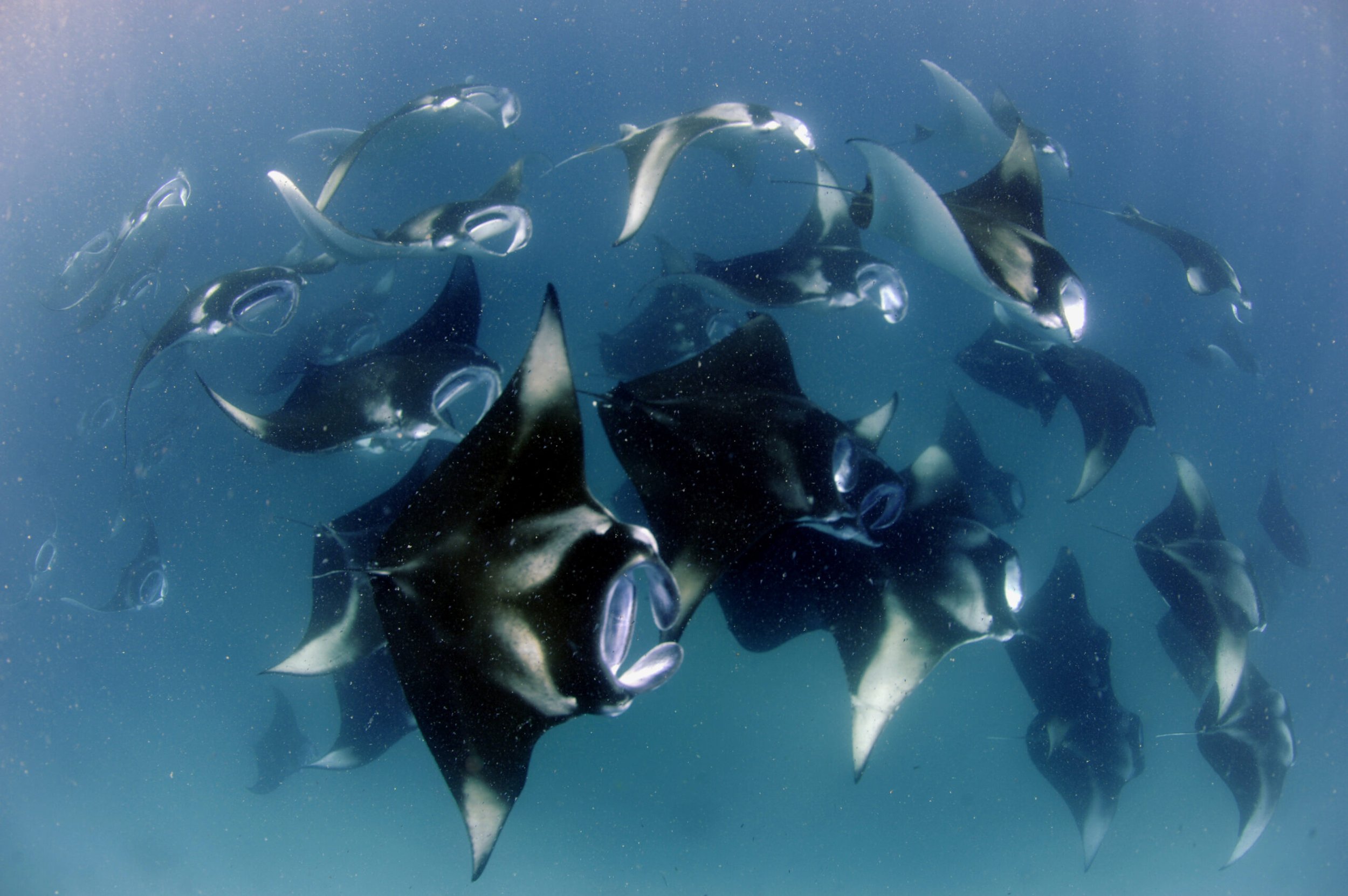 291-guy-stevens-reef-manta-ray-mass-feeding-event-hanifaru-bay-baa-atoll-maldives-2010-guy-stevens.jpg