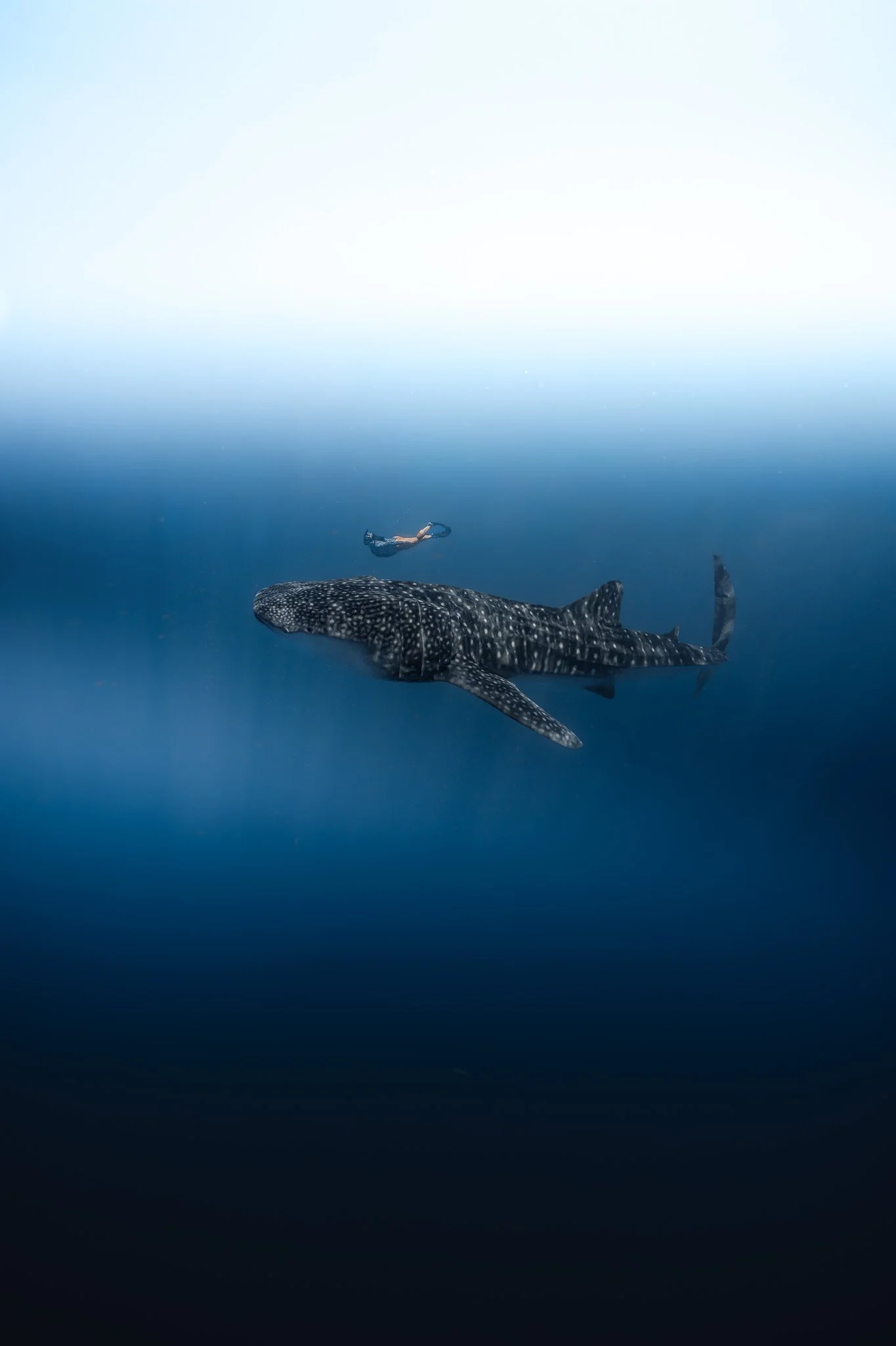aine whaleshark.jpg