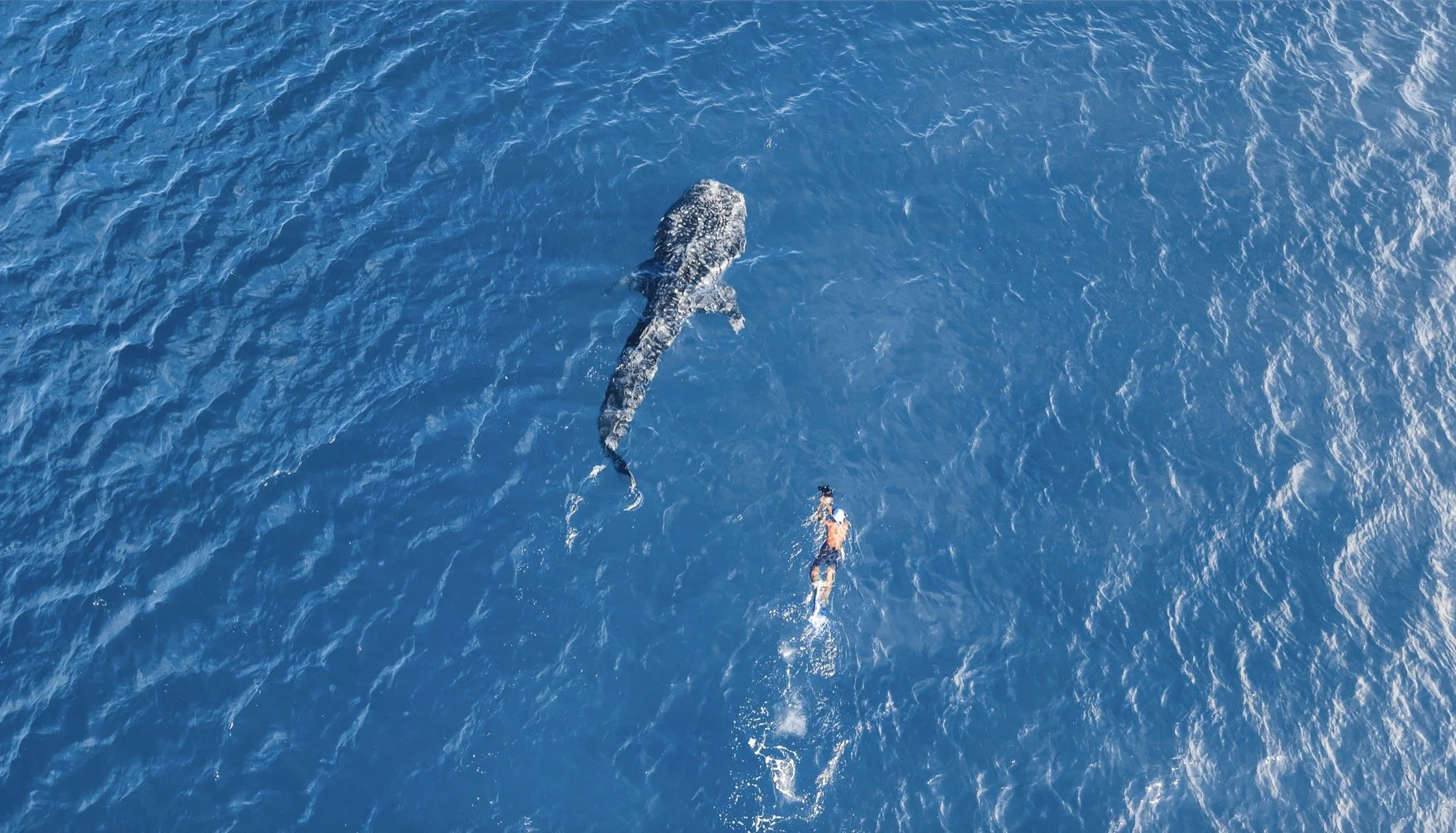 Whale shark and swimmer seen from above during a Kandu Maldives encounter.