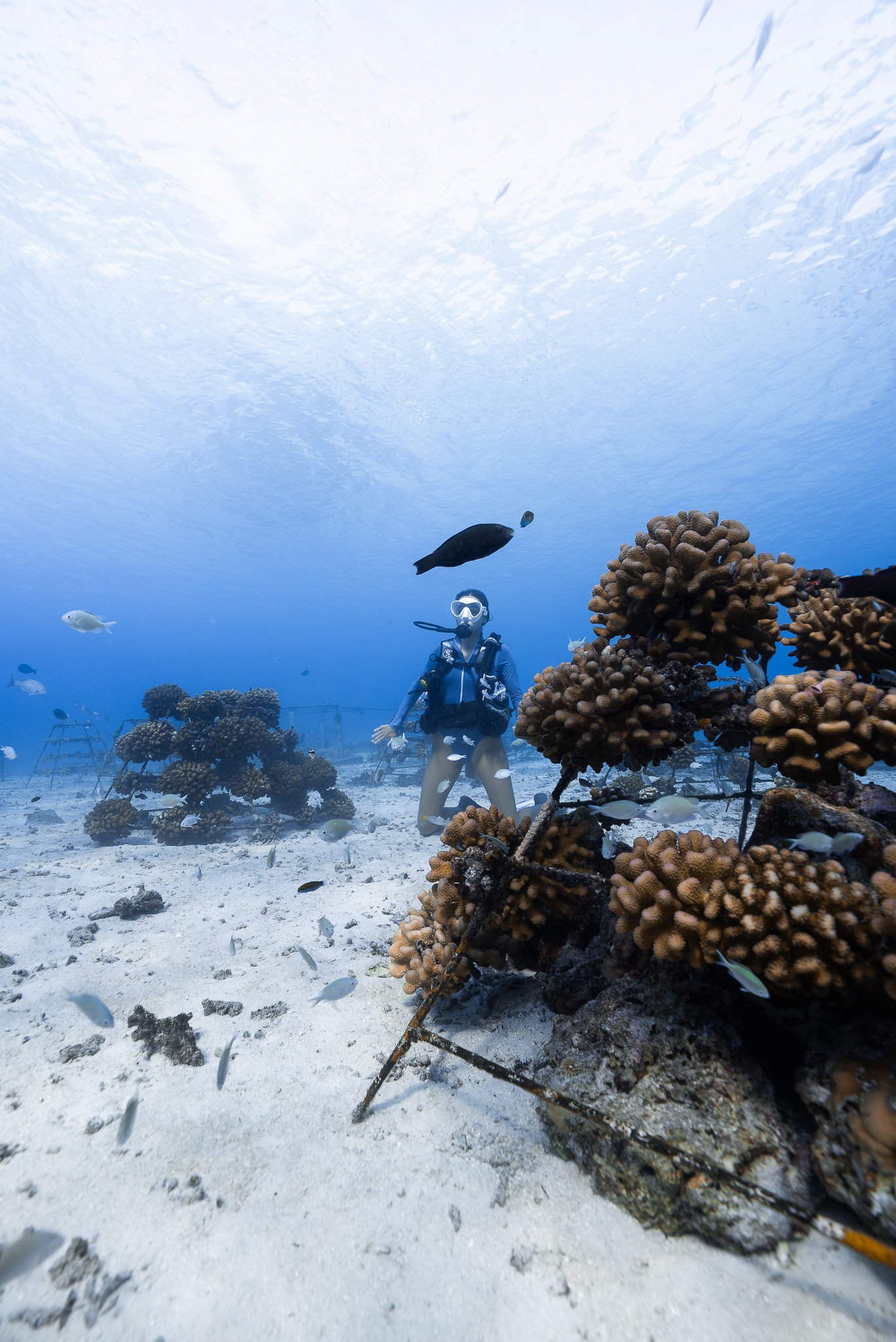 coral plants.jpg