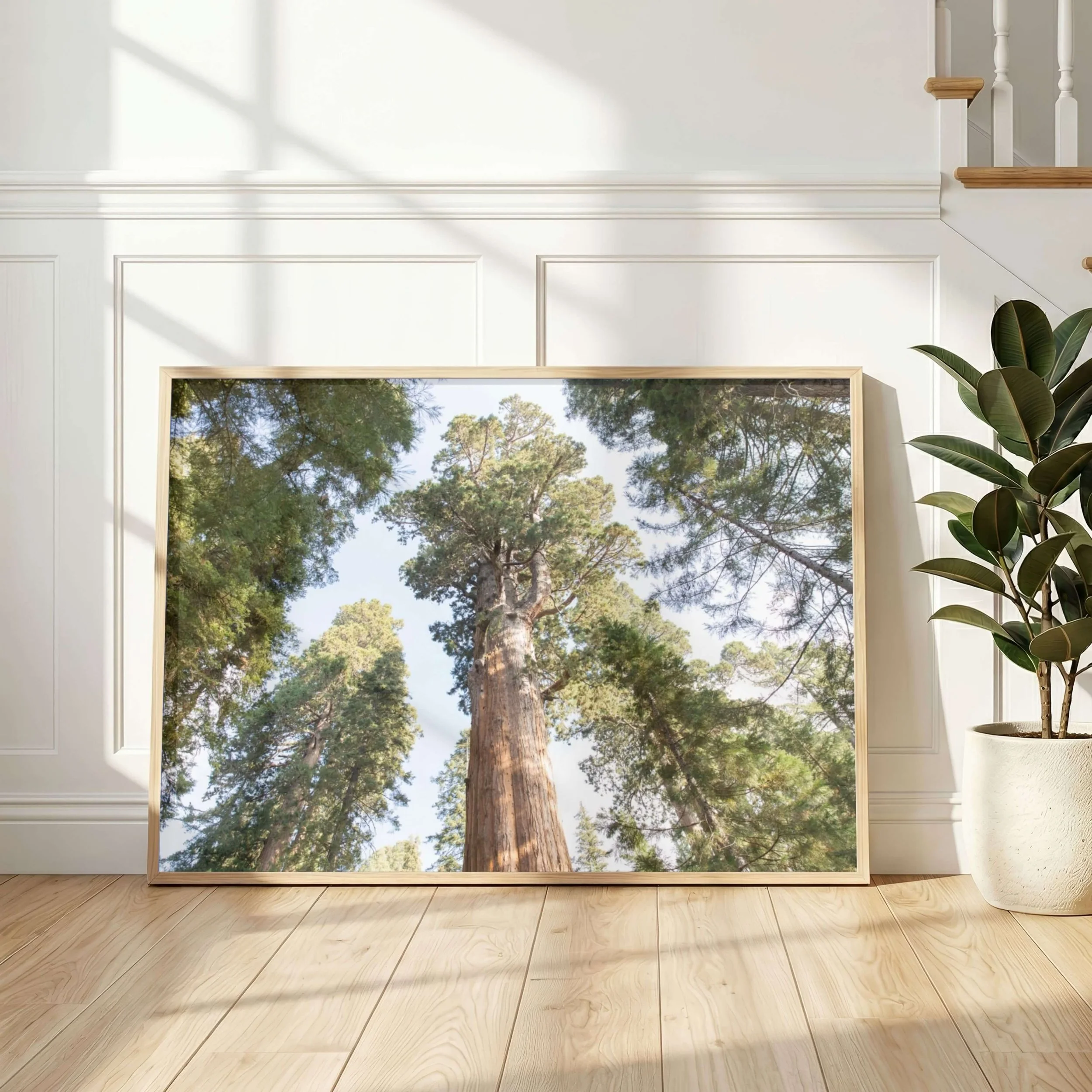 Sequoia photography print_04.jpg