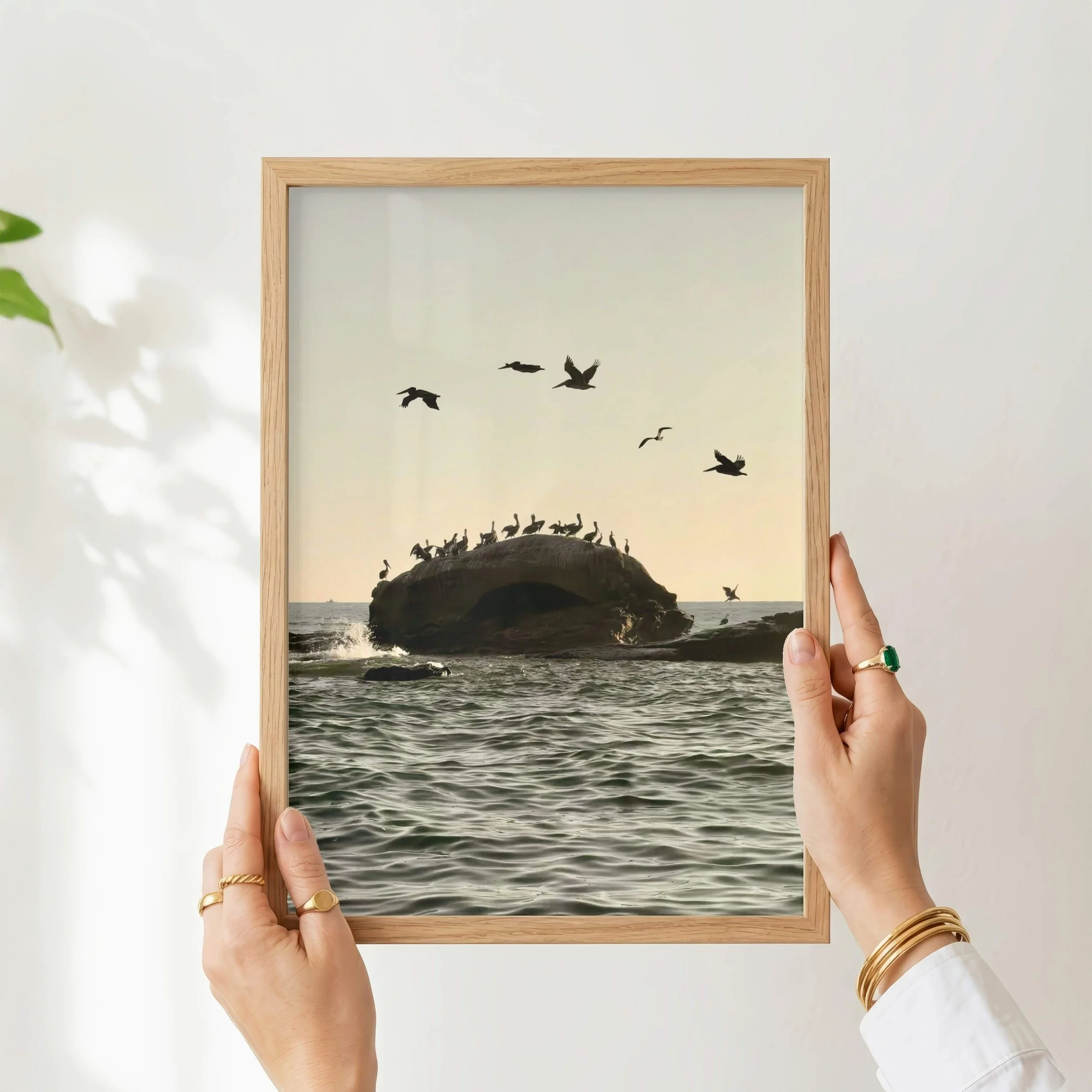 Bird Rock Pelicans Art Print_07.jpg