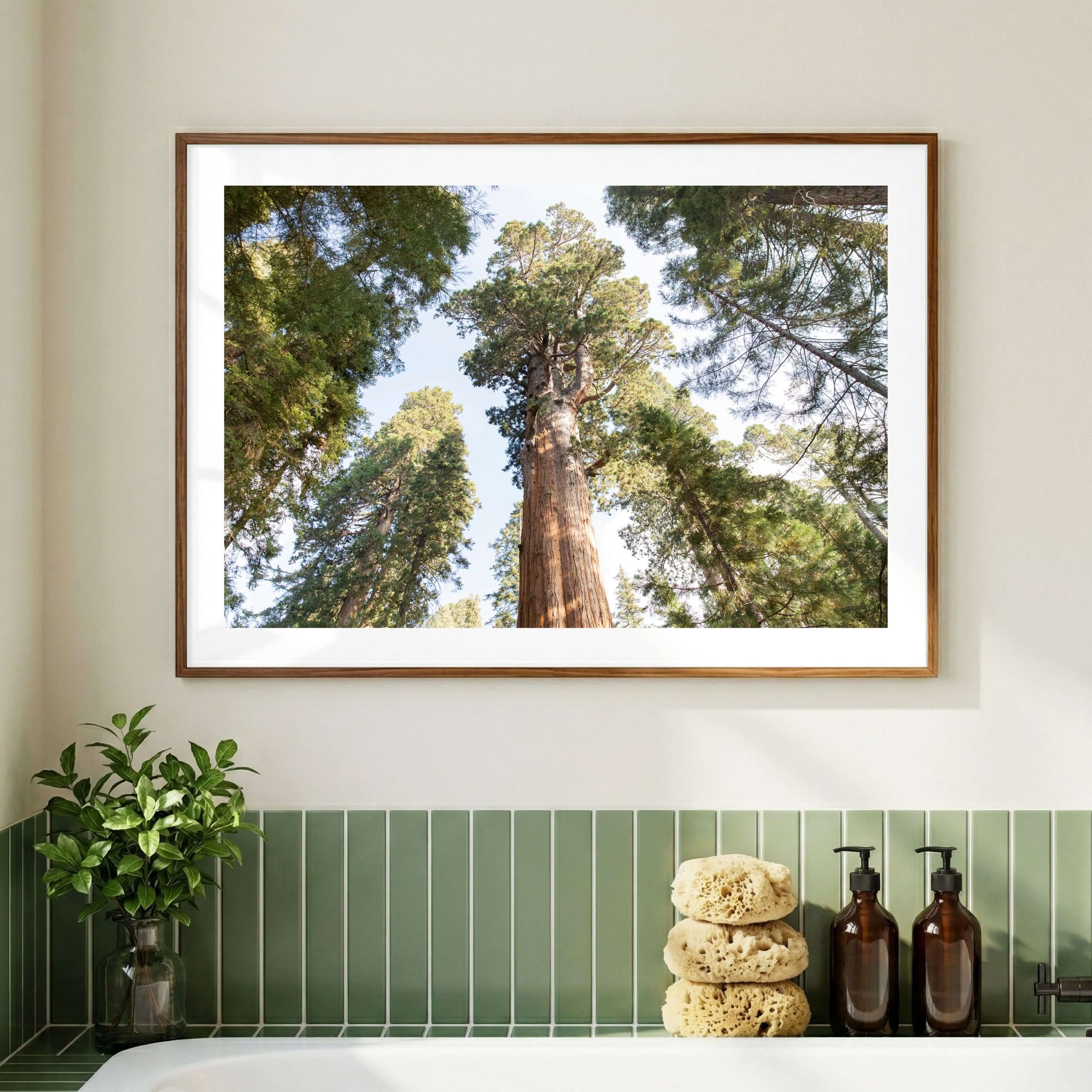 Sequoia photography print_06.jpg