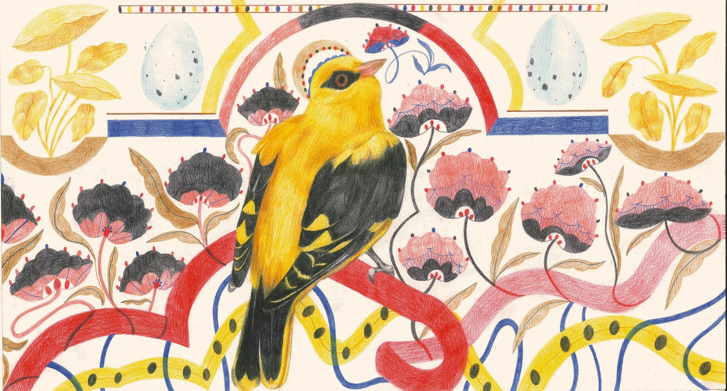 Squawk - Oriolus.jpg