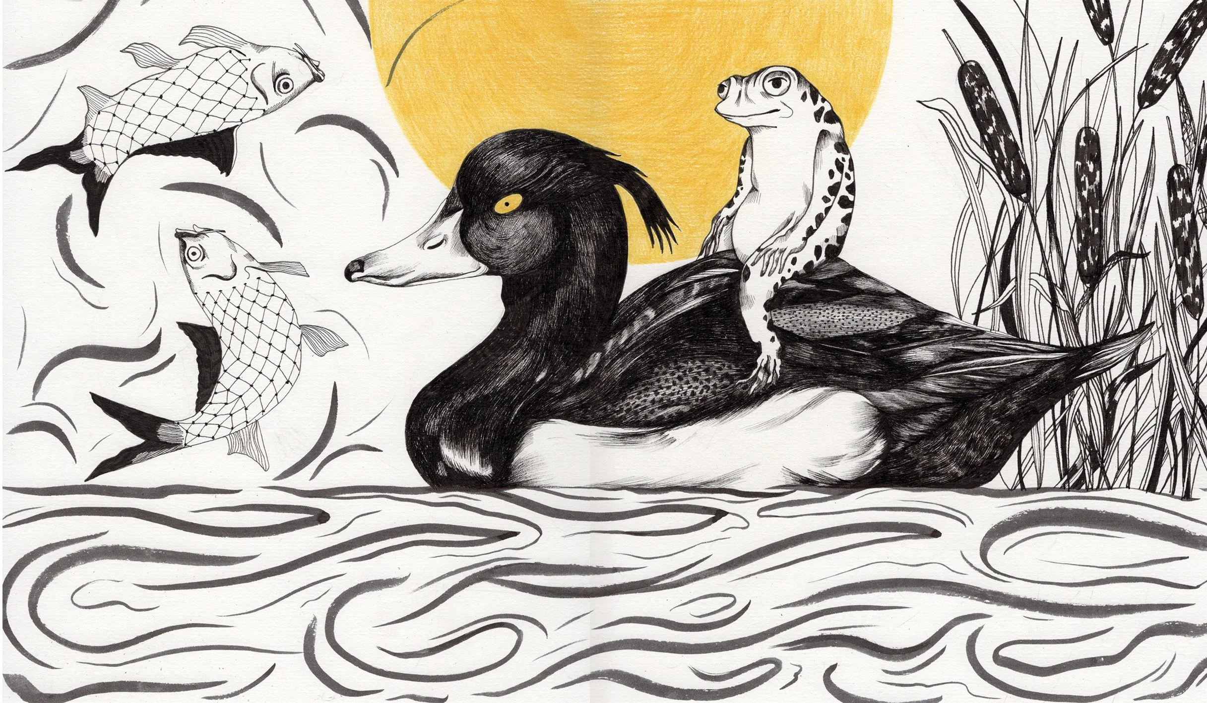 Squawk-TuftedDuck (1).jpg