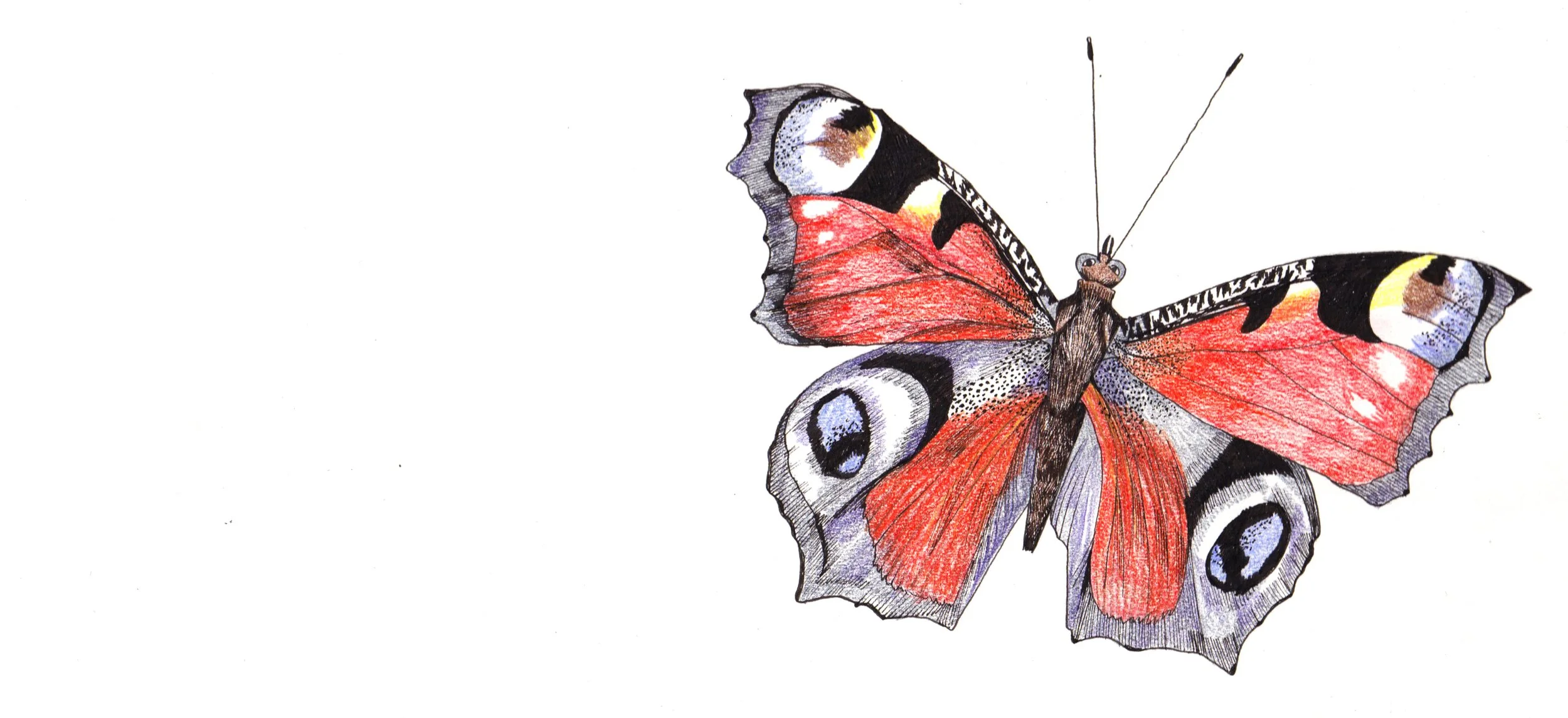 RHS - Monarch Butterfly.jpg