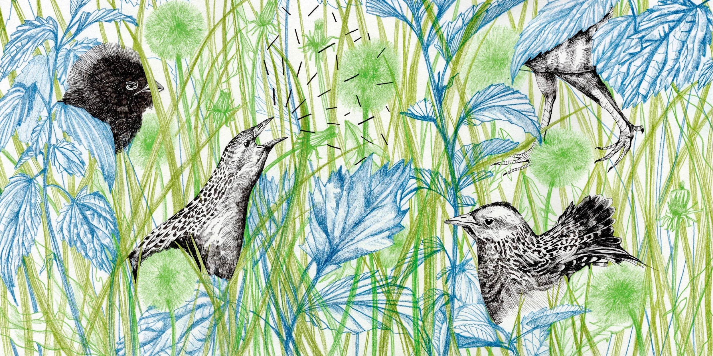 Squawk - corn crake.jpg