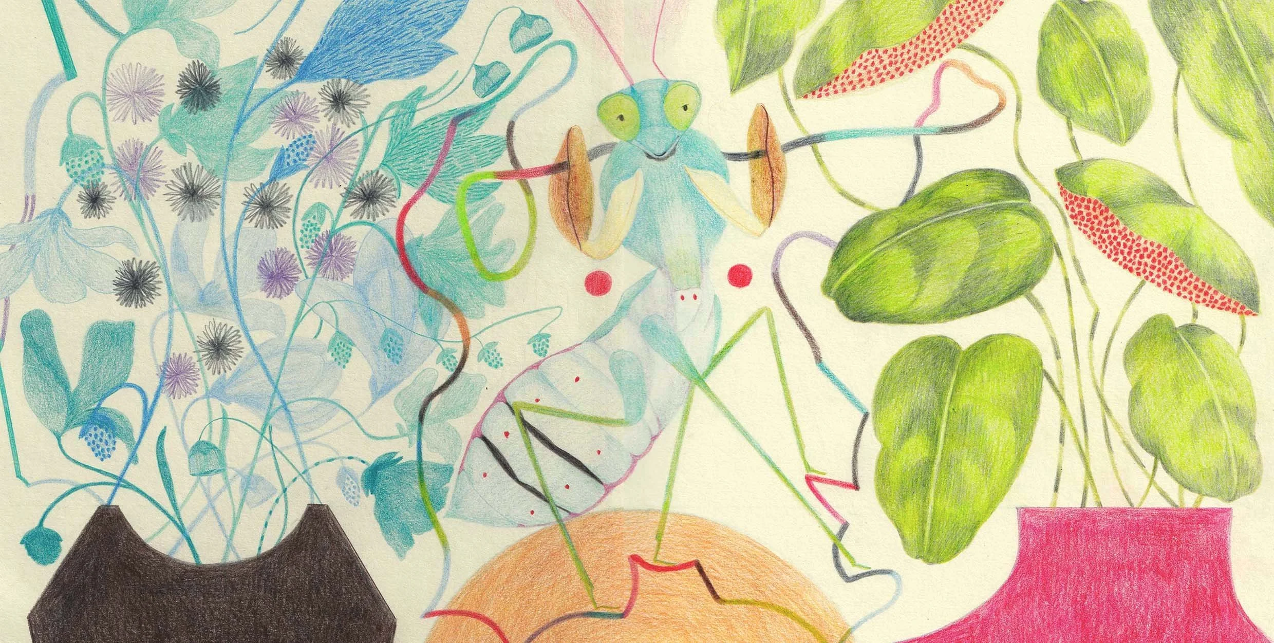 Squawk - Praying Mantis.jpg