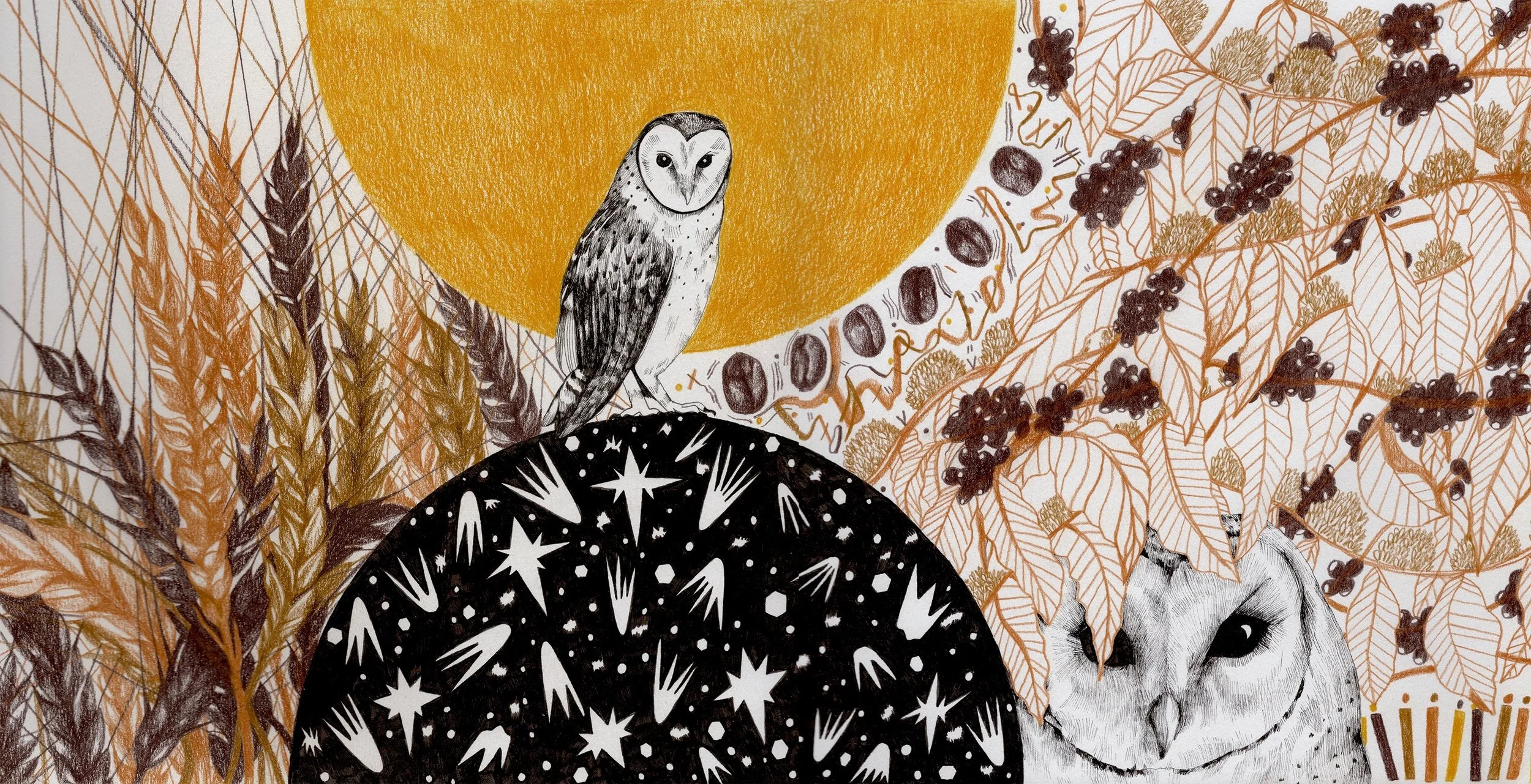 Squawk - Barn Owl.jpg