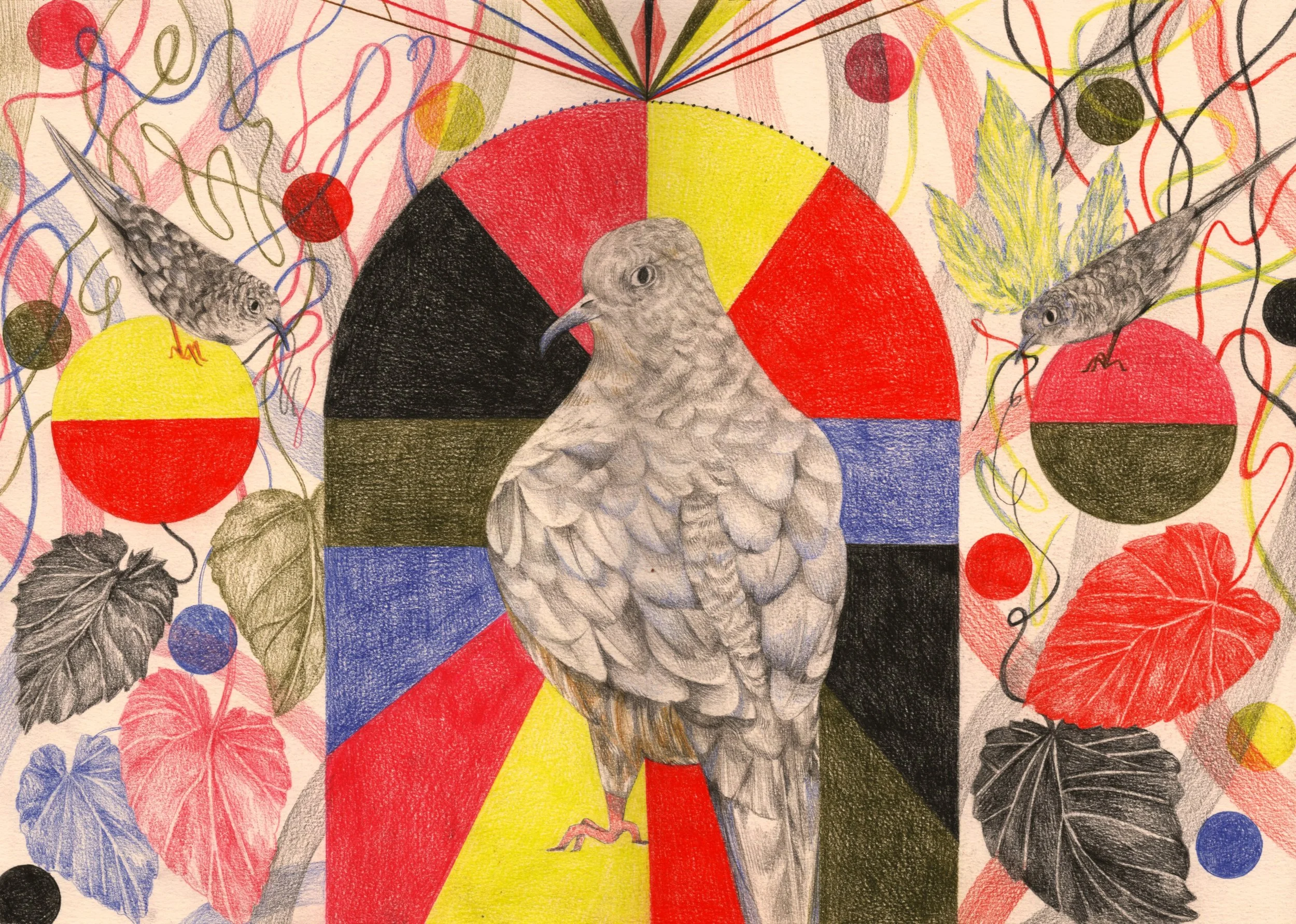 Squawk - Inca Dove.jpg