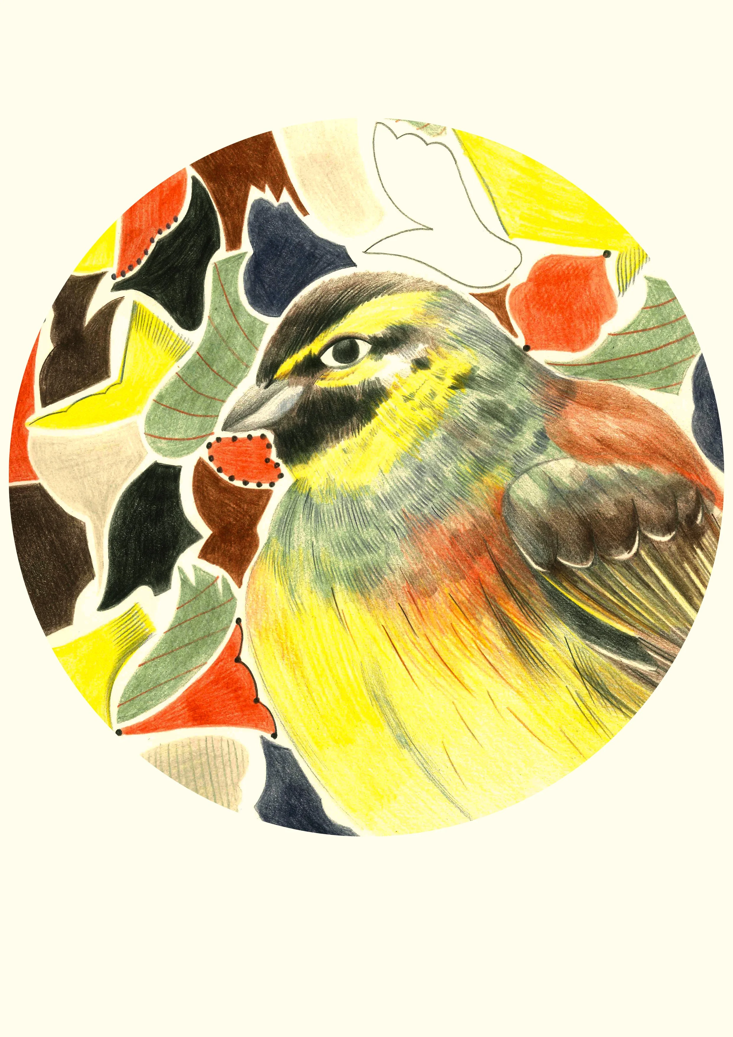 Squawk - Cirlus Keg.jpg