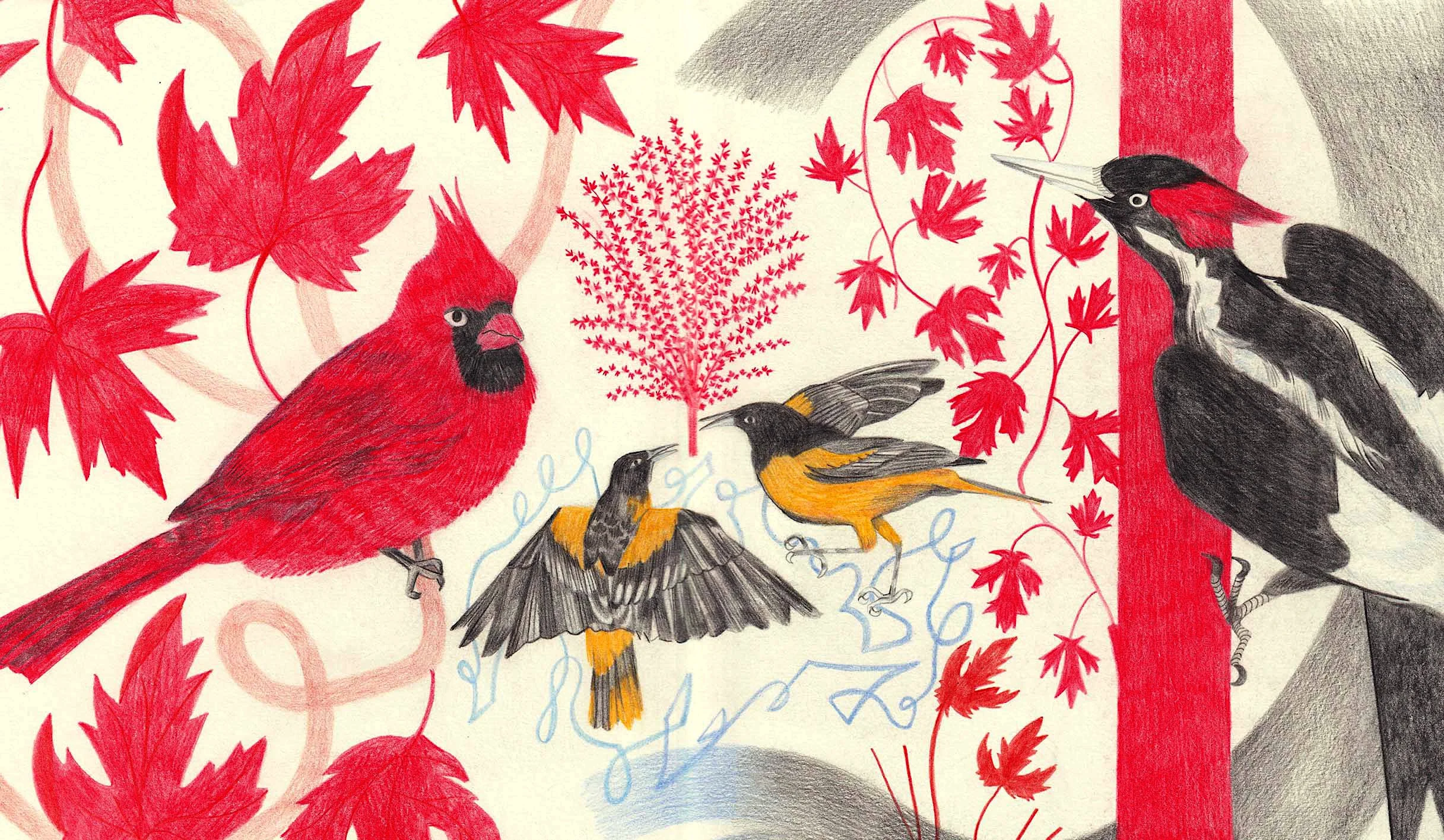 Squawk- Arbor Collab.jpg