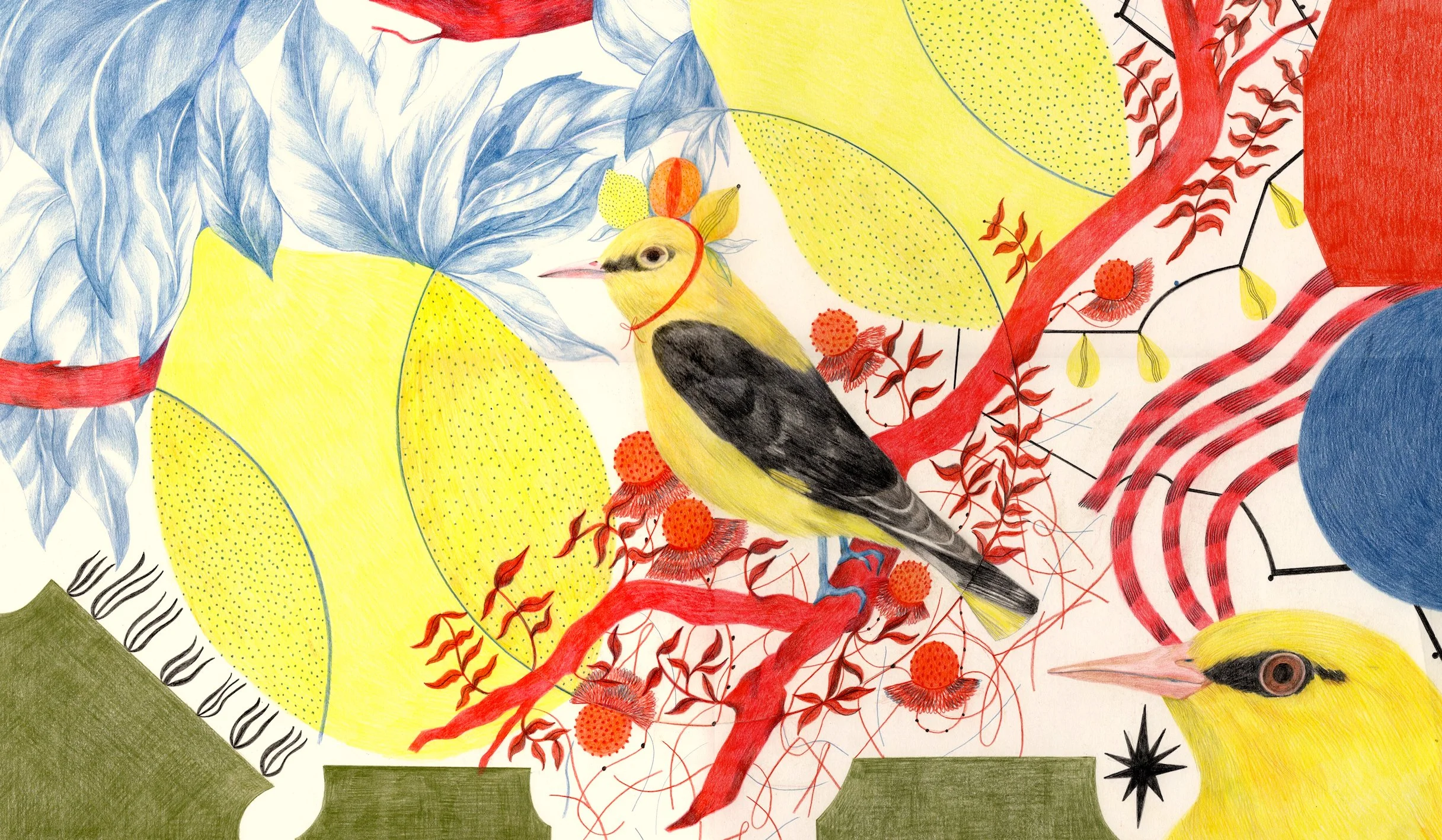 Squawk - Orio Can.jpg