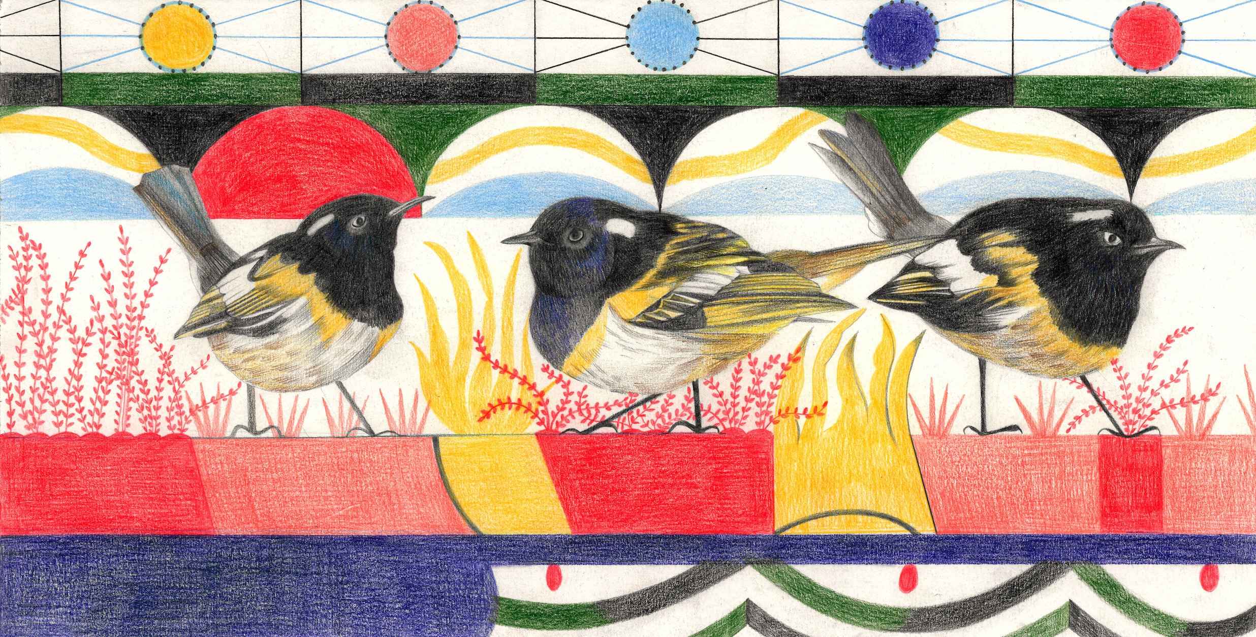 Squawk - Cincta.jpg