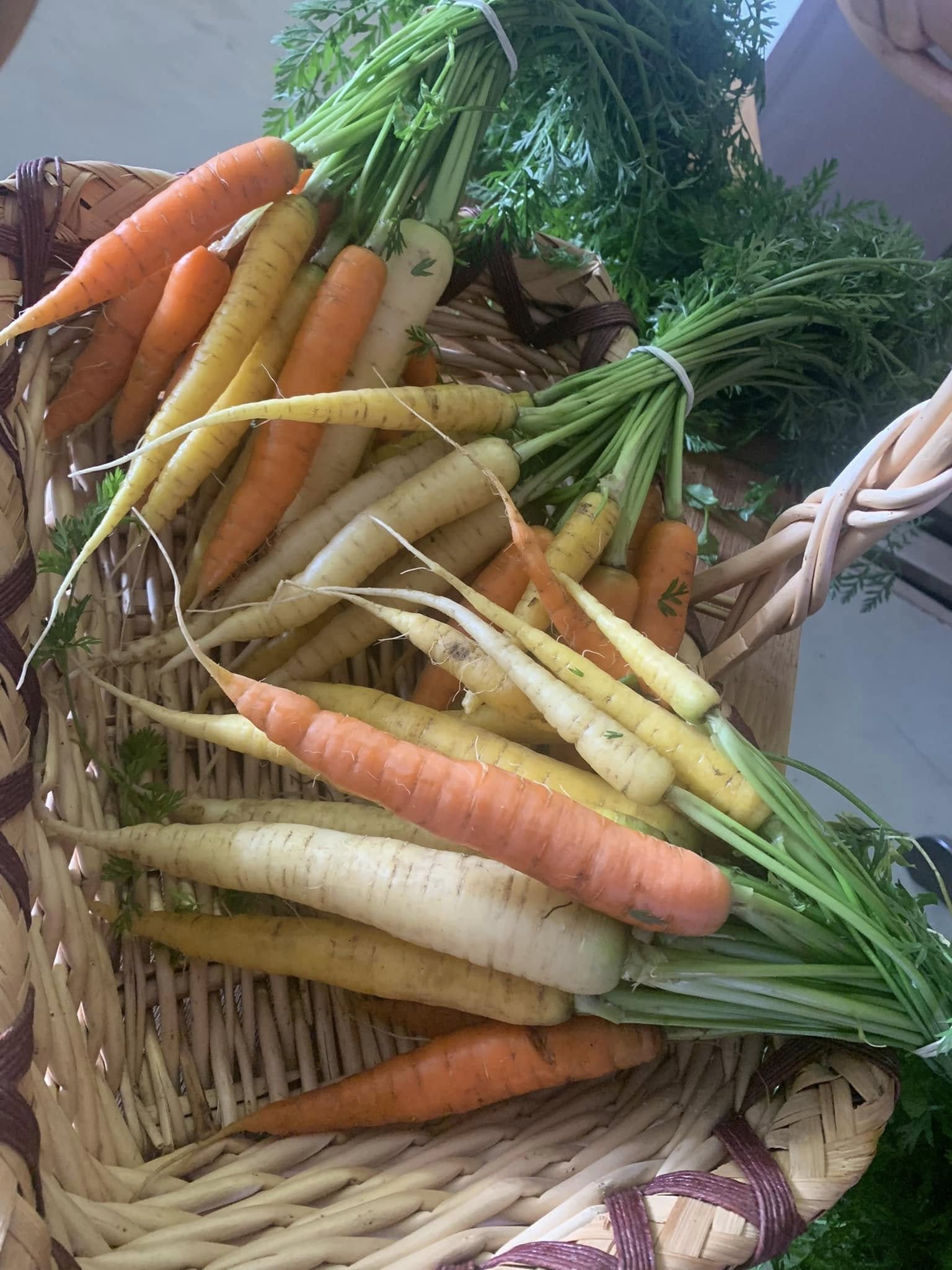 A basket filled with freshly harvested multicolored carrots with green tops.