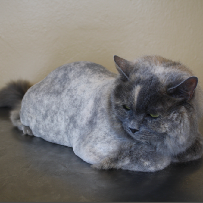 A gray cat with a shaved coat lying on a black surface in front of a beige wall.