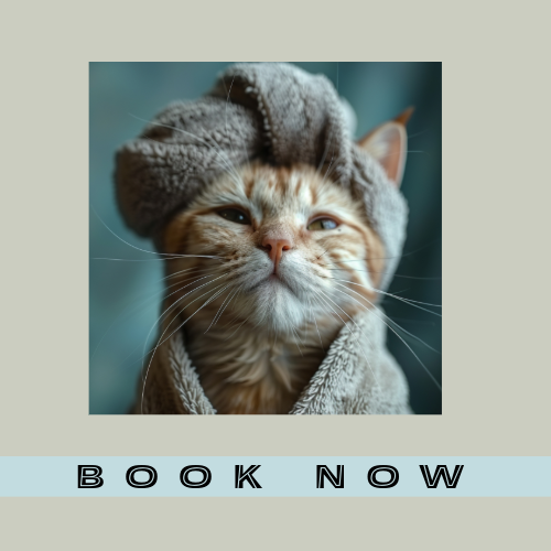 Book a Cat Grooming appointment