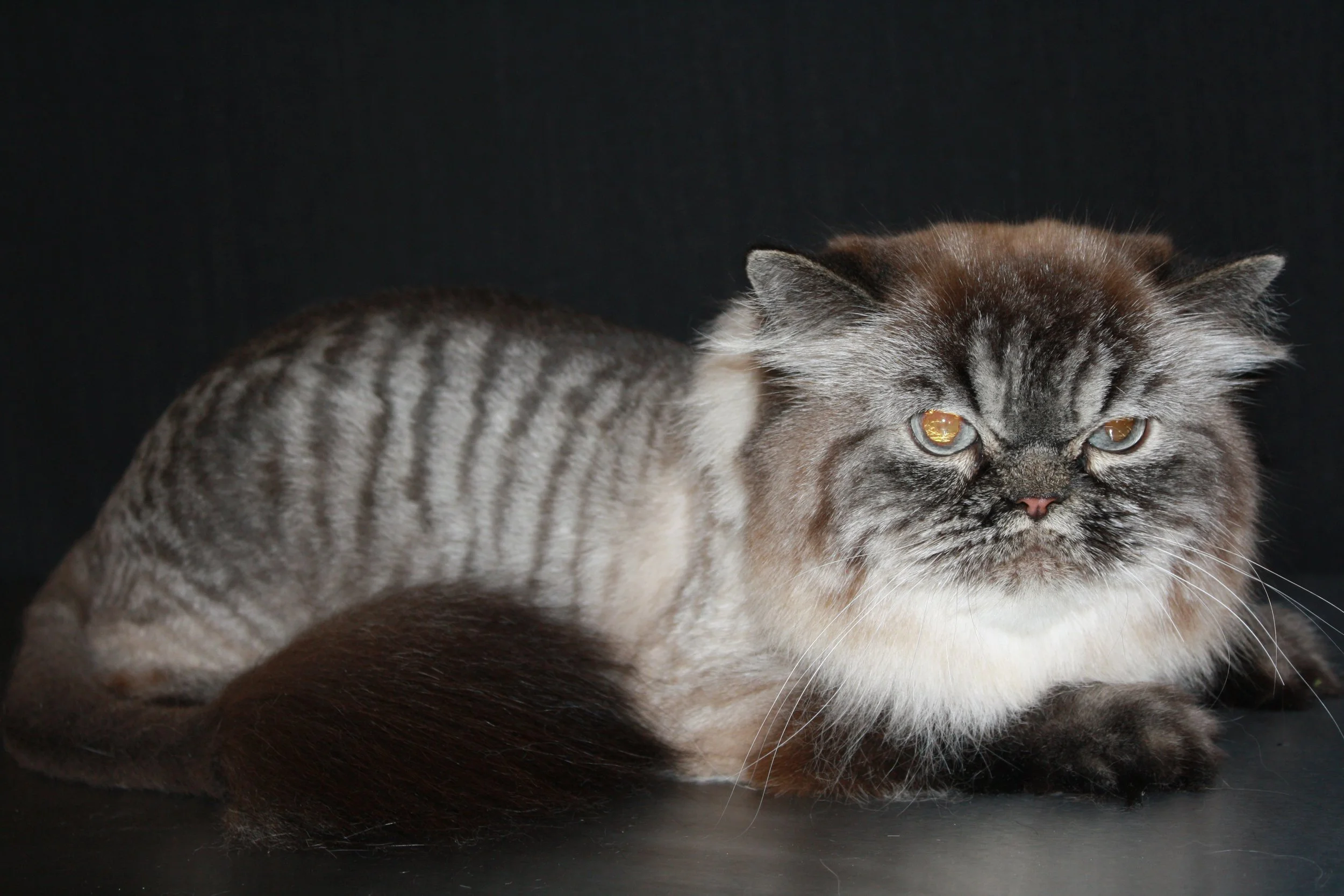 A mixed breed cat with a flat face, dark and light striped fur, and a fluffy tail, lying on a black surface against a black background.