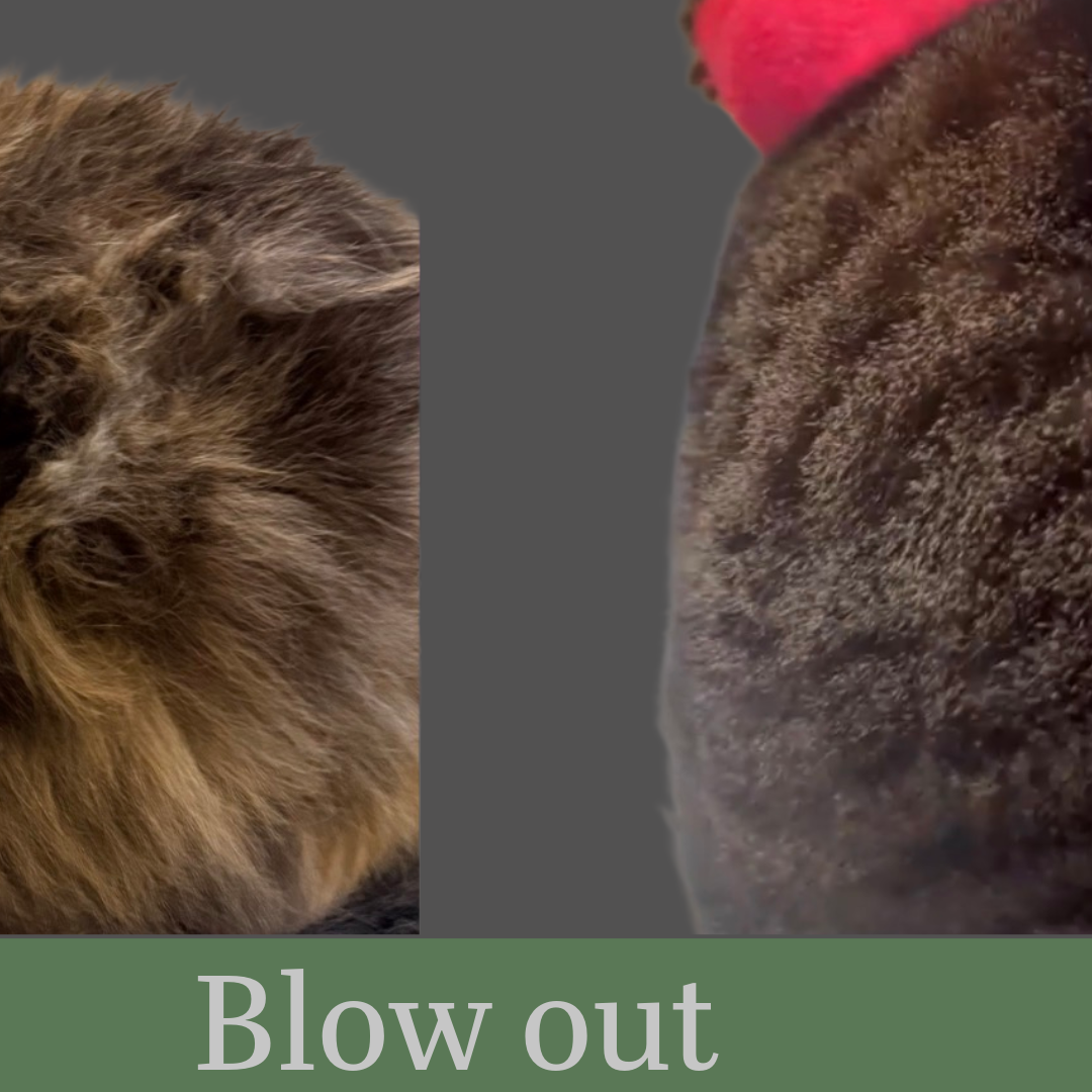 Weaverville , NC Cat Grooming service 