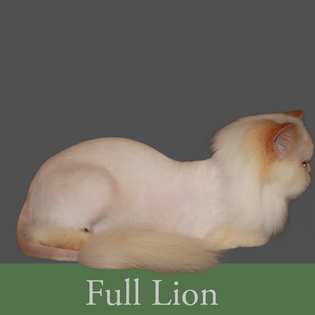 Cat Haircut . Cat Mat Removal . Cat Grooming 