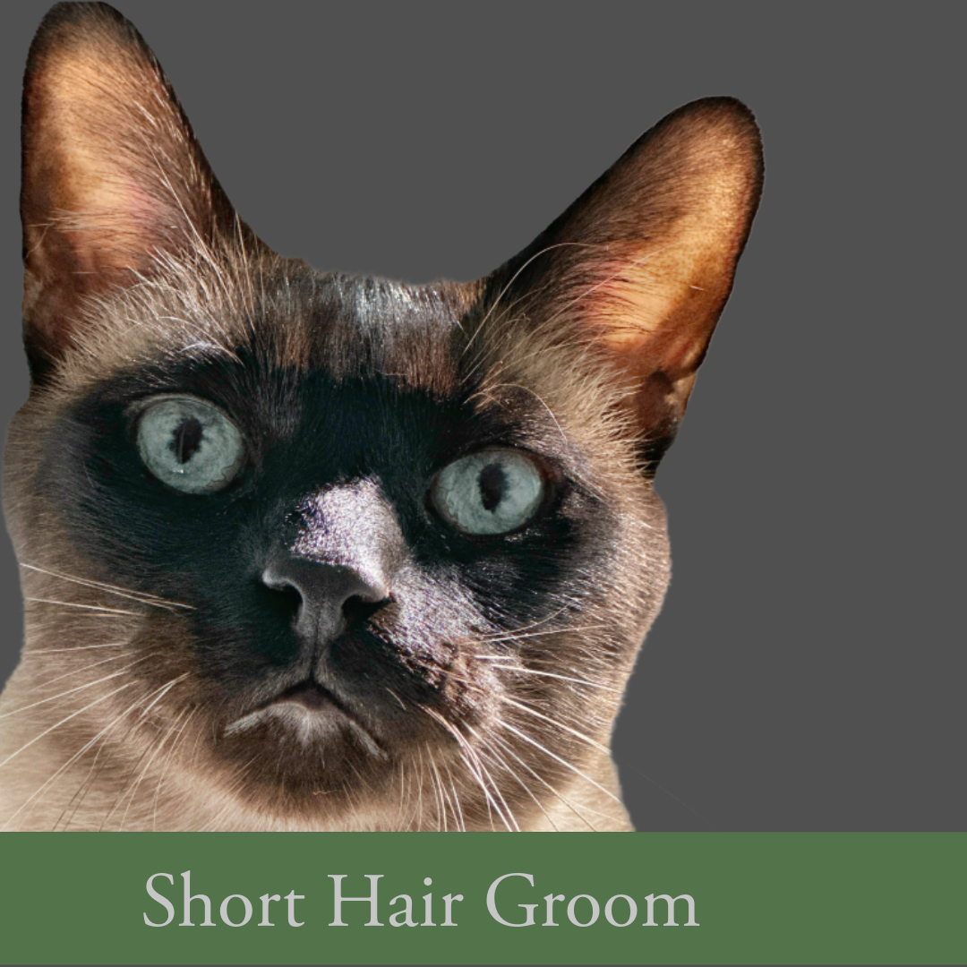 Close-up of a Siamese cat with short hair, looking directly at the camera, with a dark gray background and a green banner at the bottom that says 'Short Hair Groom'.