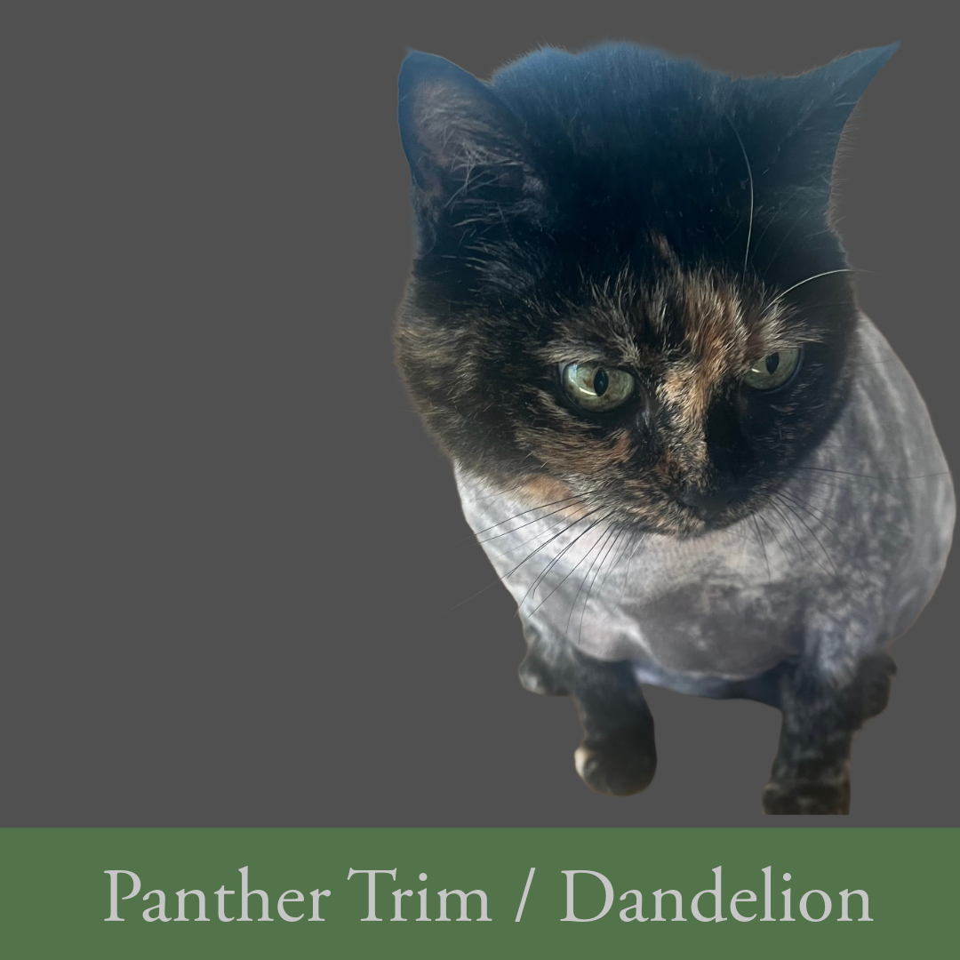 Lion cut for Cats .  