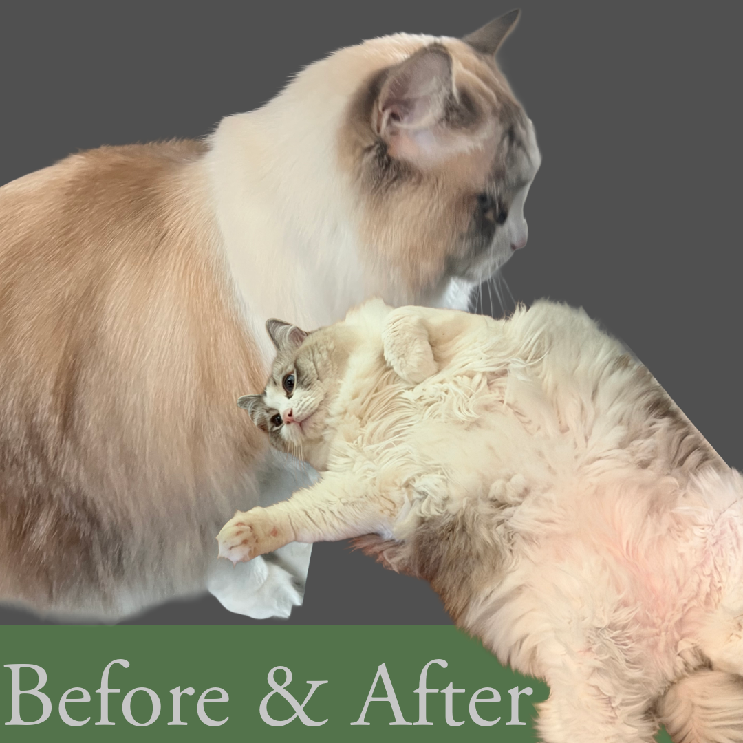 Cat Groomer 