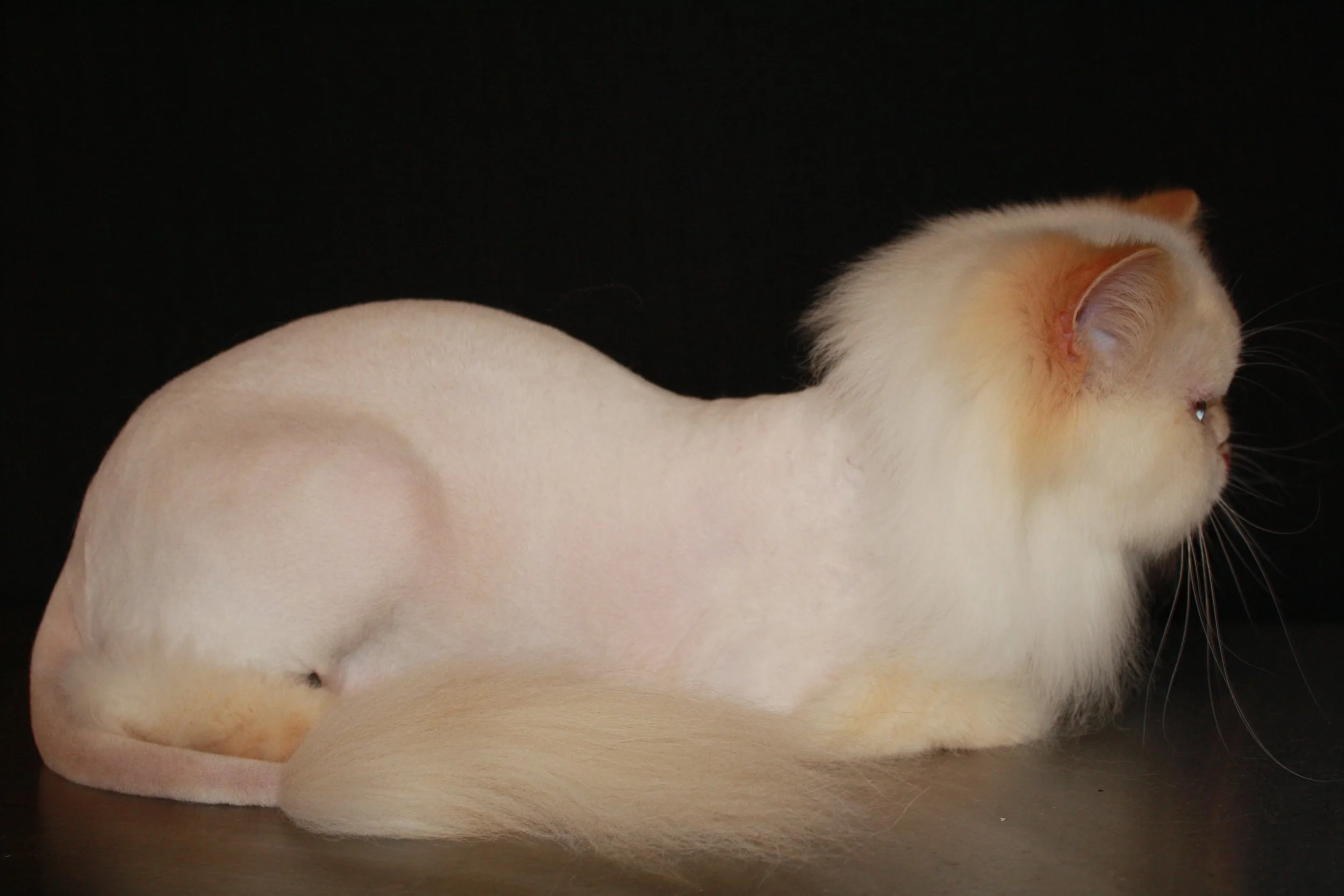 Close-up of a white and orange cat with its back against a black background, showing part of its head, ear, and back.