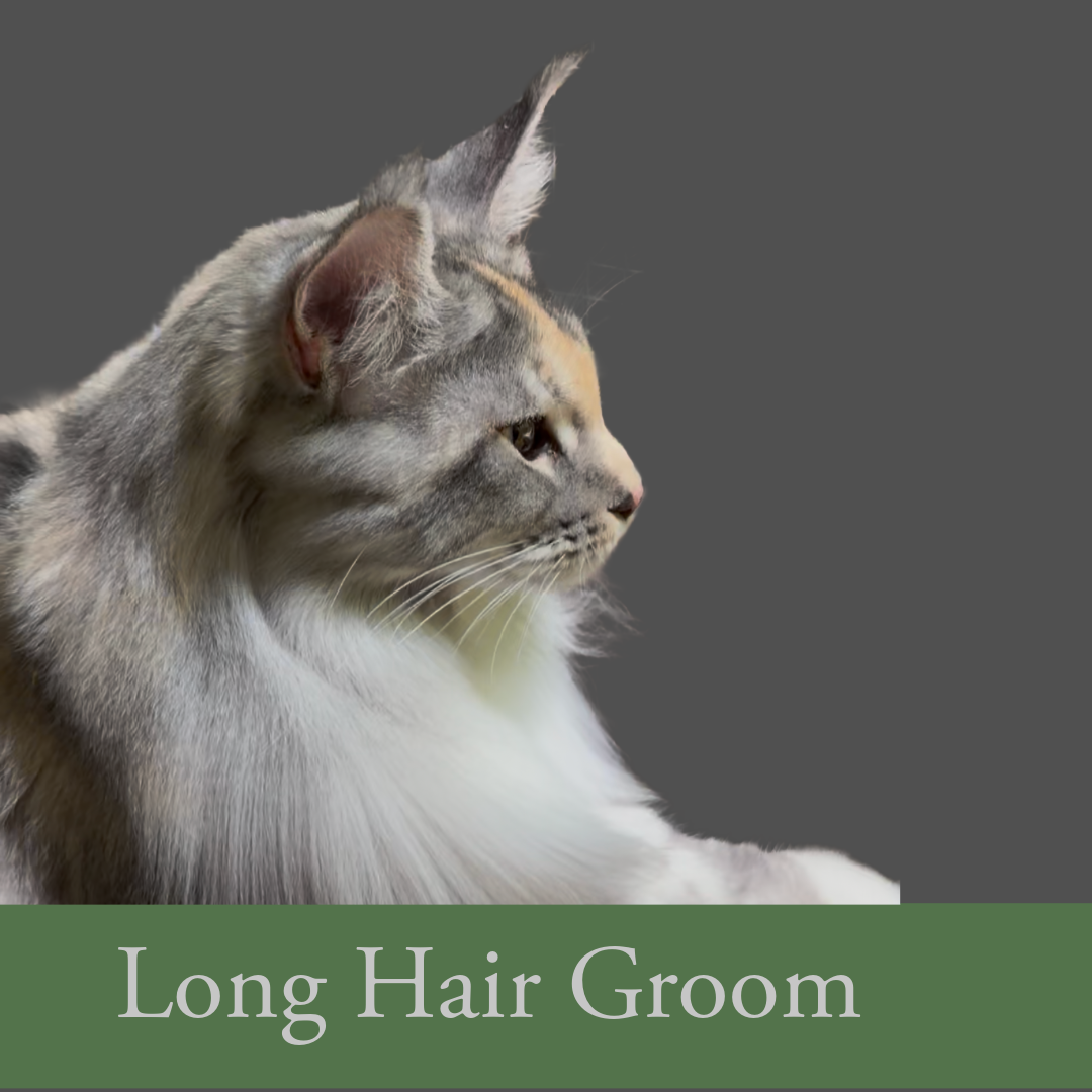 MOBILE CAT GROOMING SERVICE 