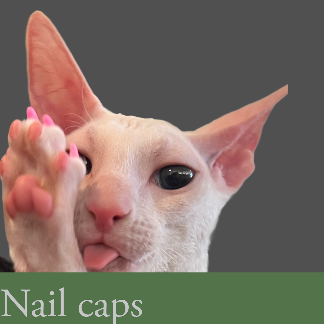 Nail trim , Nail caps , Asheville cats 