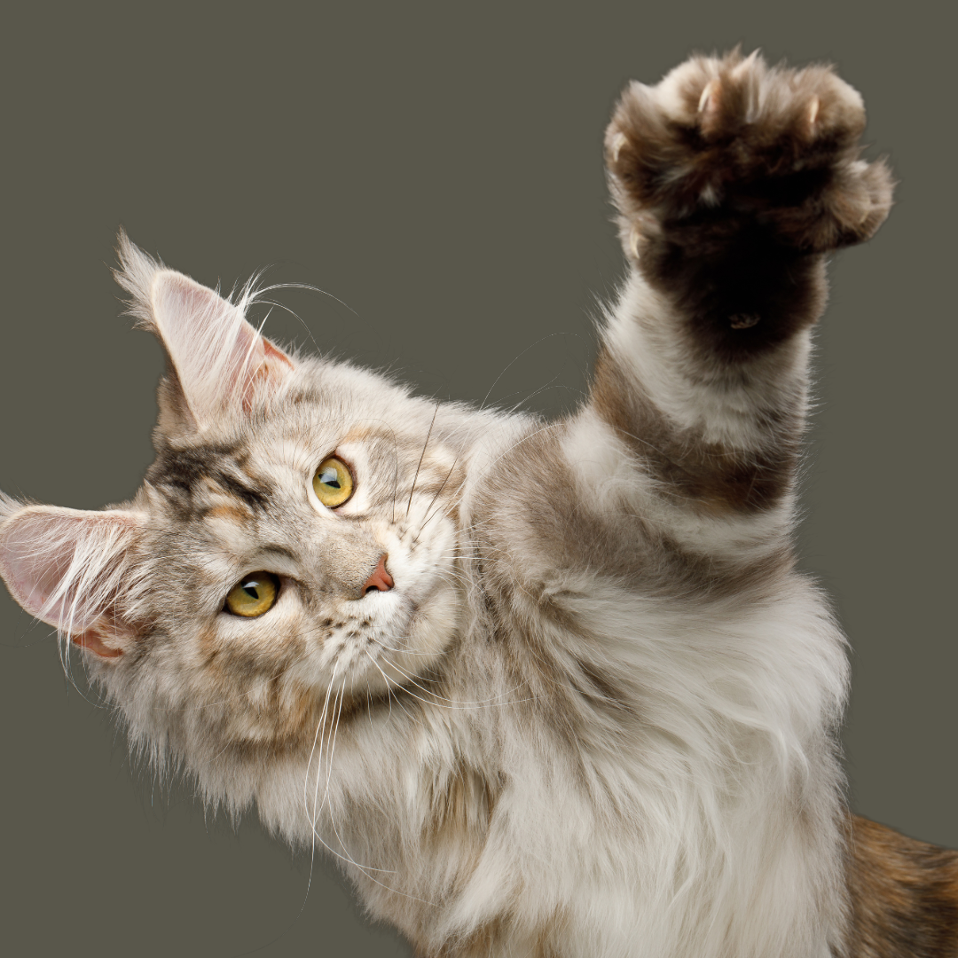 A fluffy grey and white cat winking, raising one paw towards the camera, against a plain grey background.