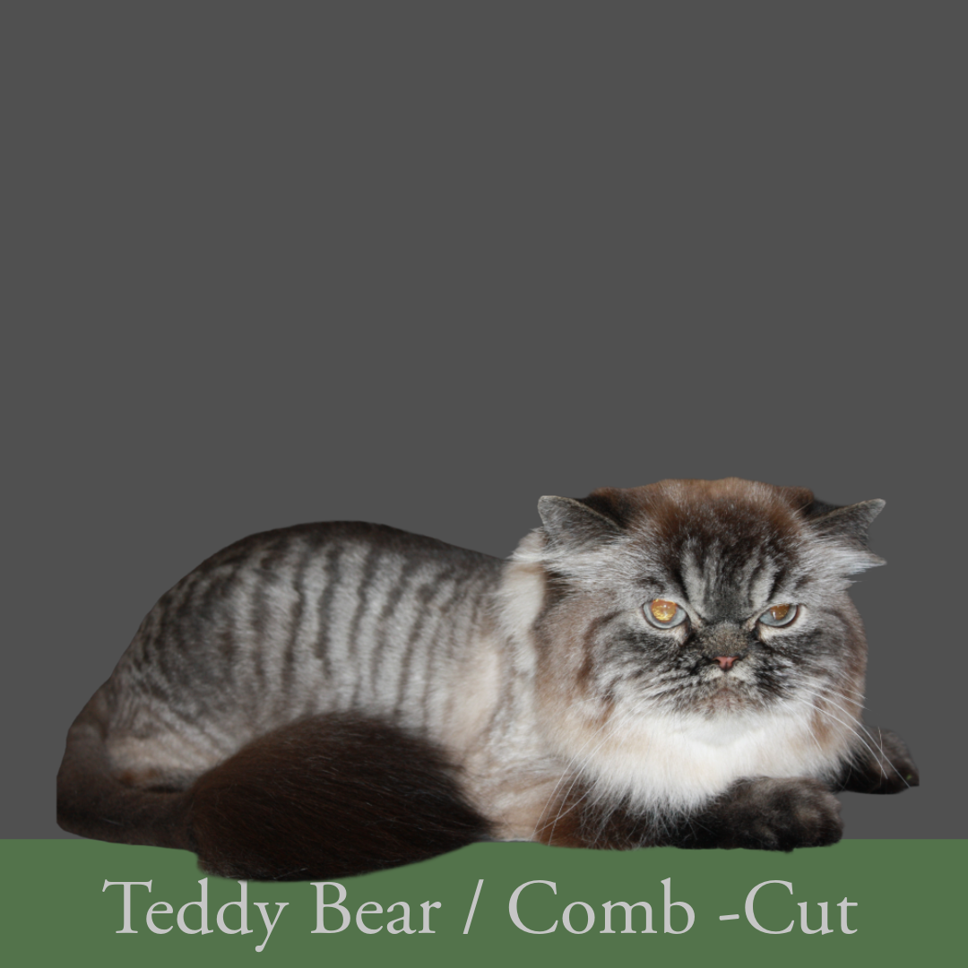 Asheville cat grooming - Cat Tales Grooming 