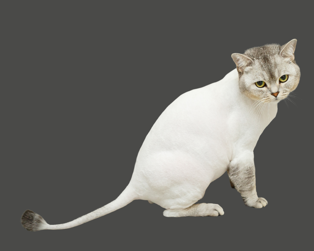 A hairless cat with a Siamese-like face, cream-colored body, and gray markings on its face, ears, and limbs, sitting against a dark background.