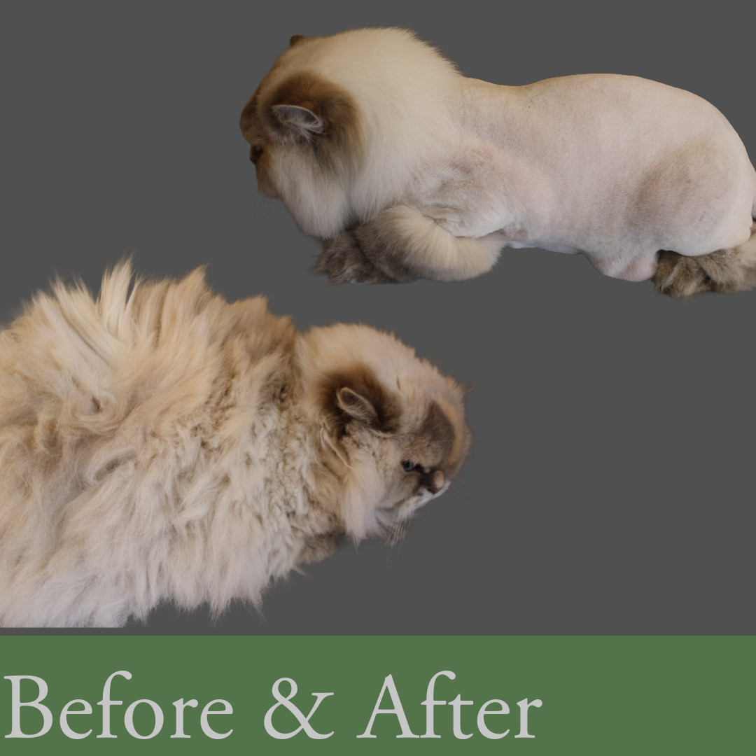 Cat Grooming in Asheville , NC 