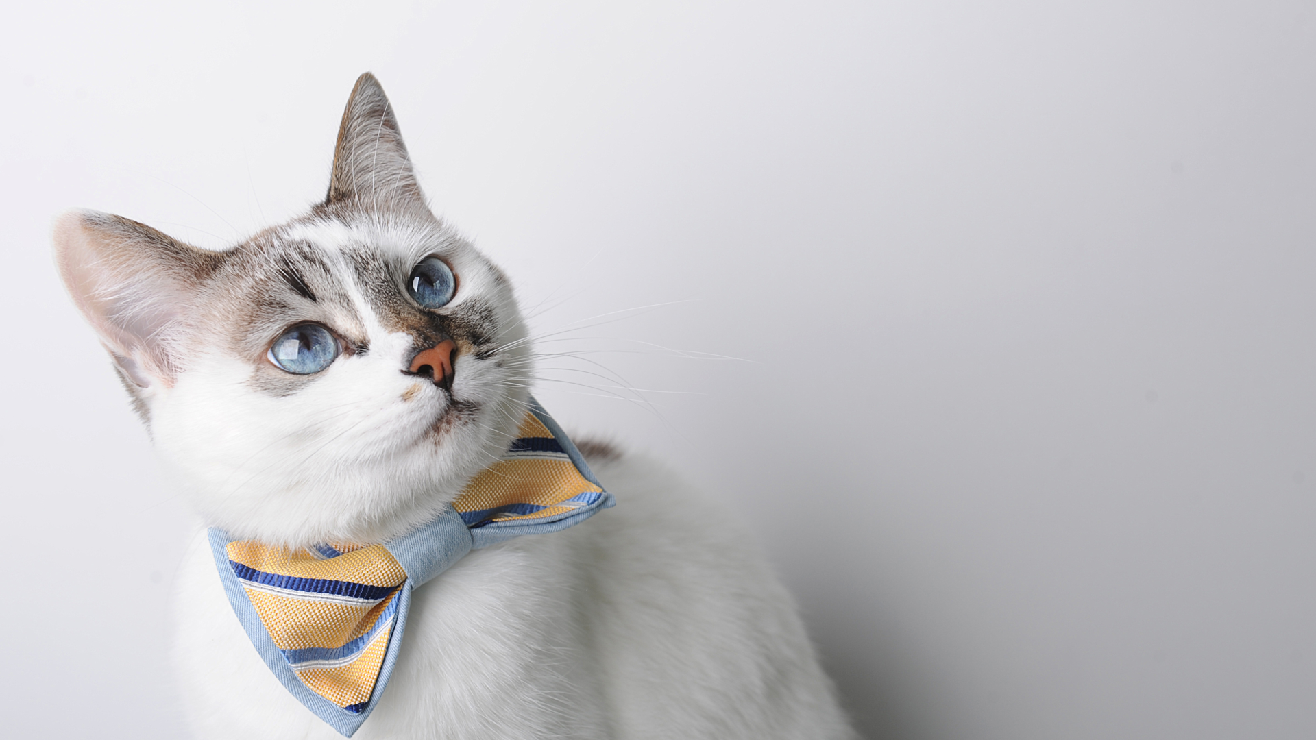 A white and gray cat with blue eyes wearing a yellow and blue striped bowtie.