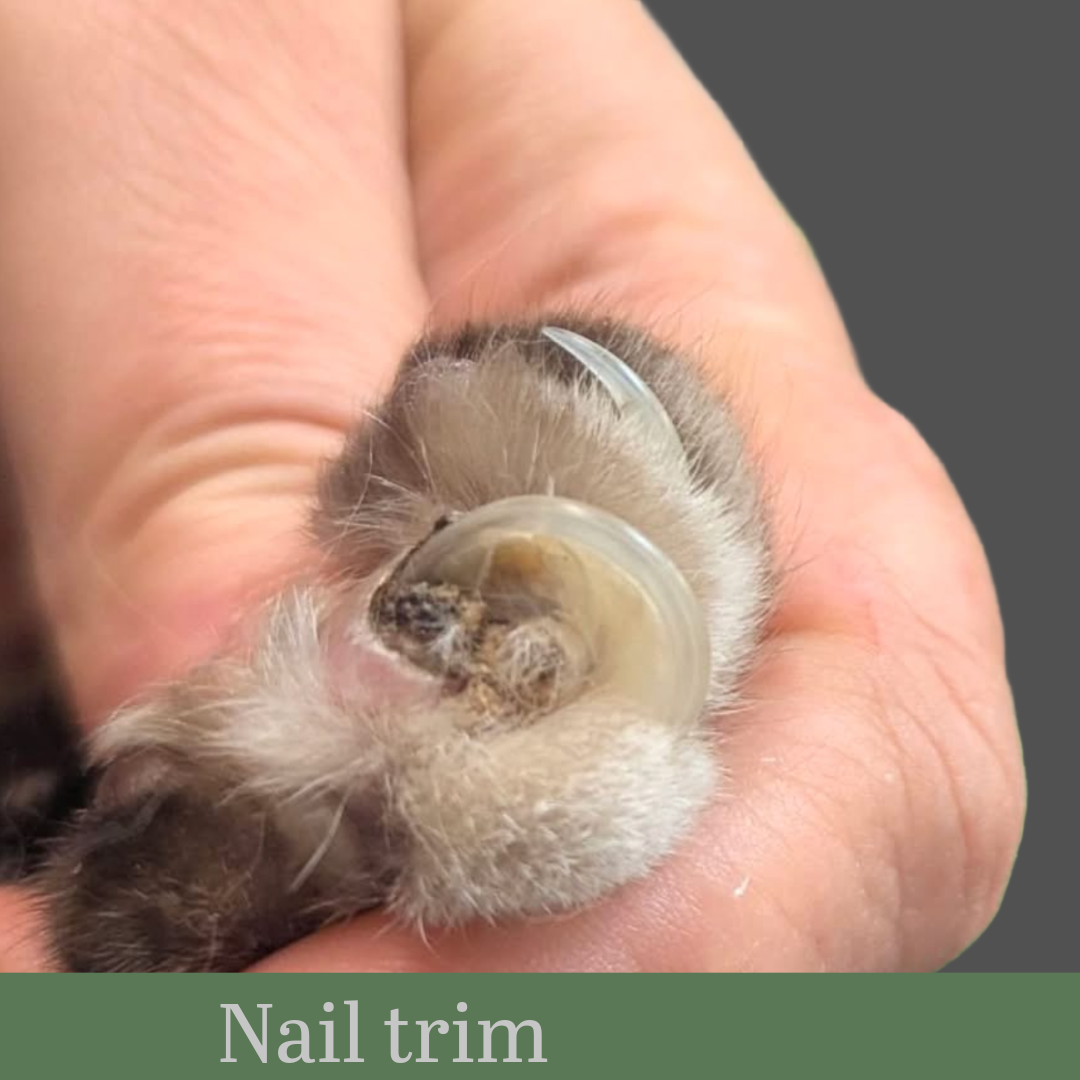 Cat nail trims at Cat Tales grooming services 
