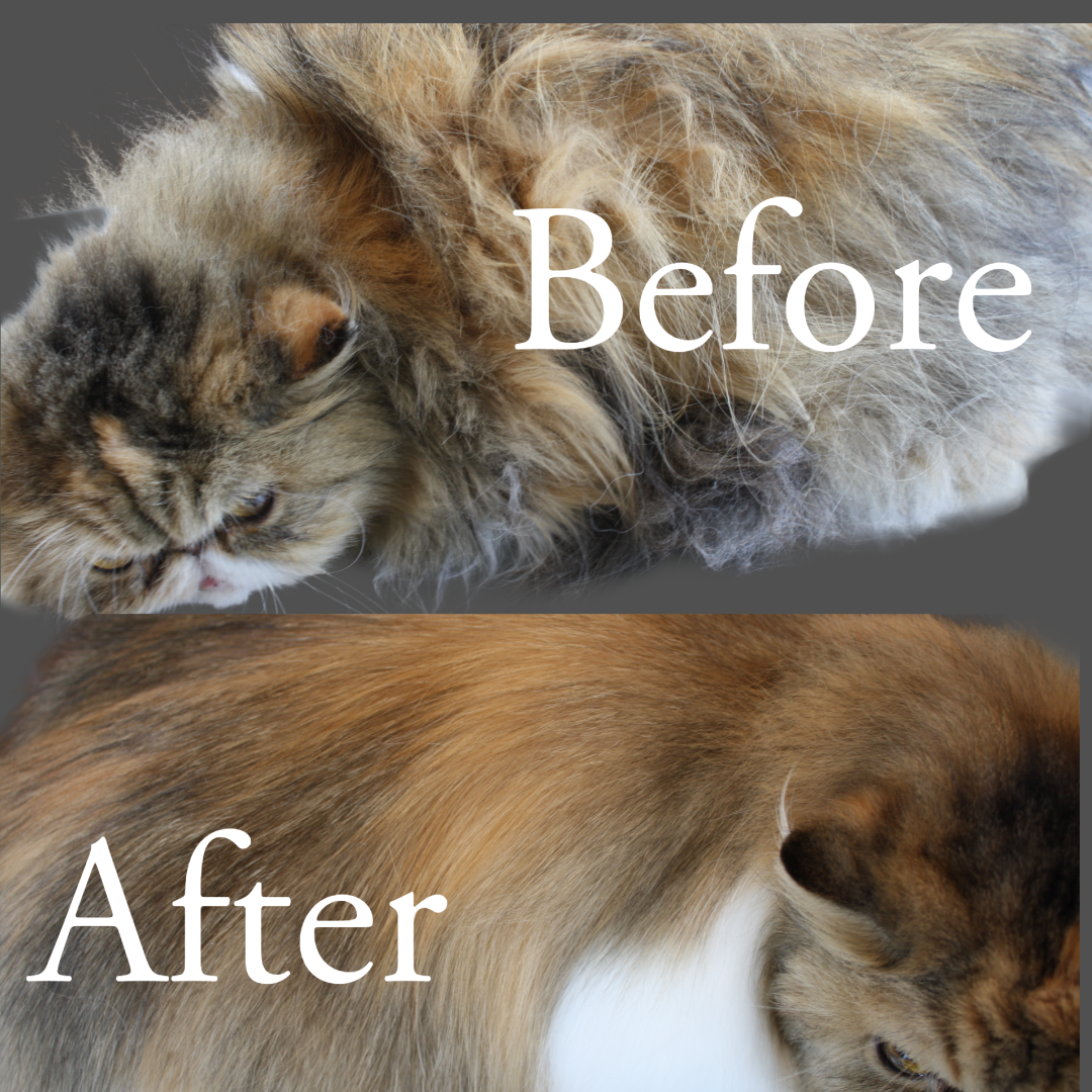 Cat groomer  in Asheville , NC 