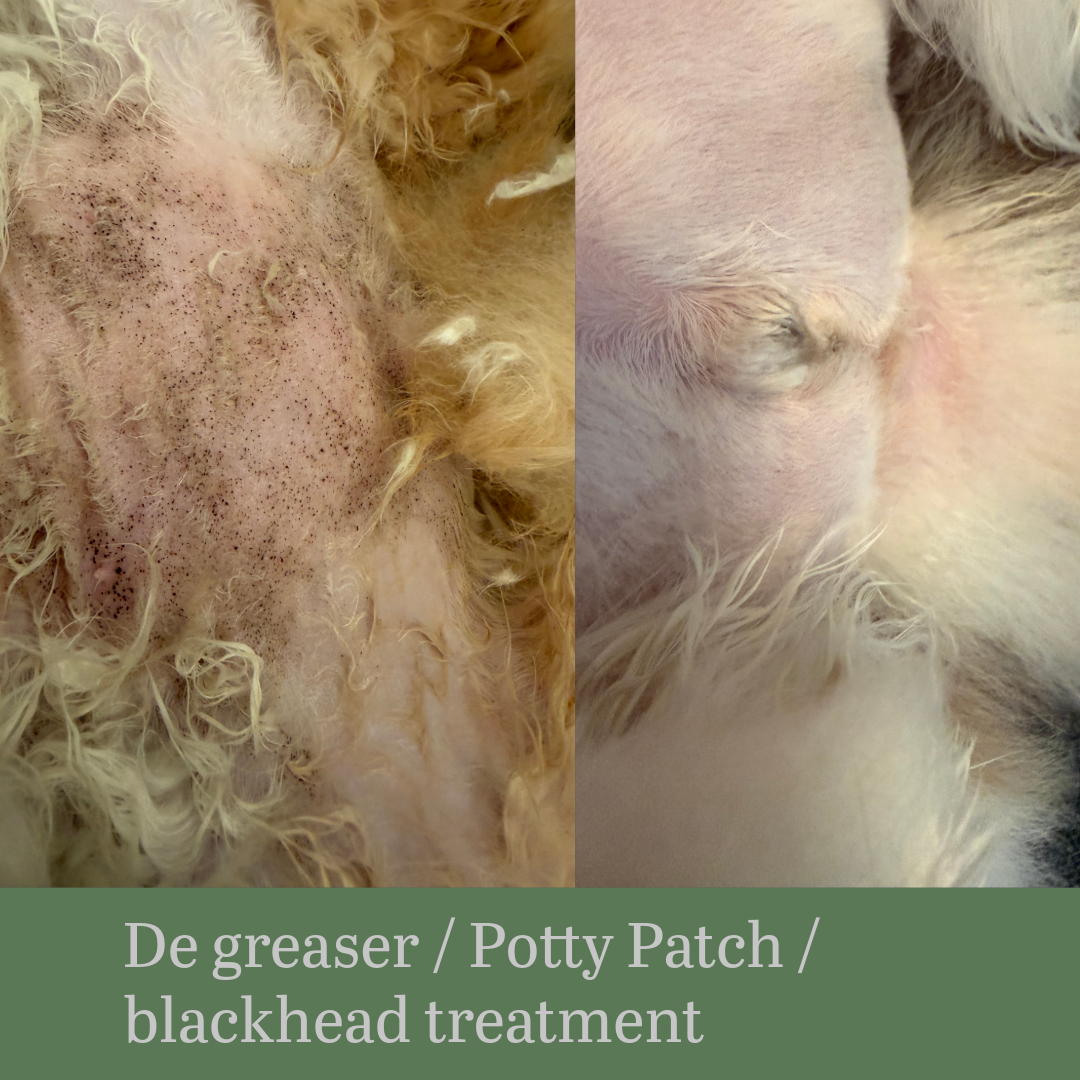Cat Potty patch service 